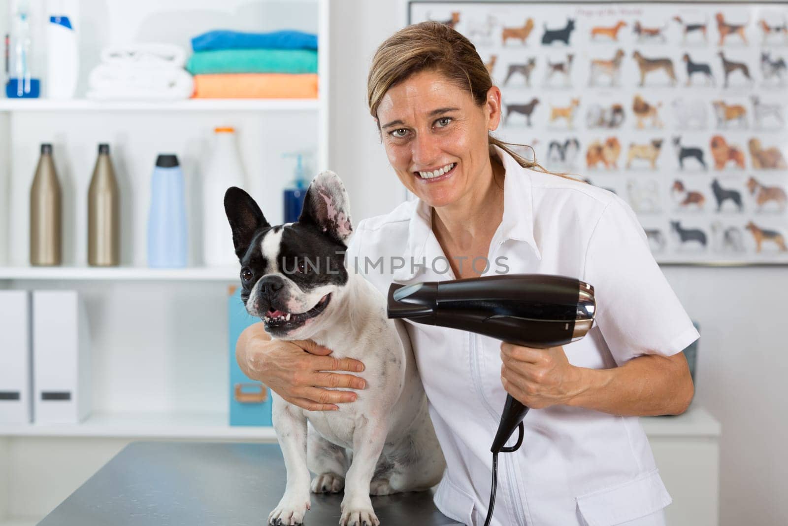 Canine hairdresser in a beauty clinic with French bulldog