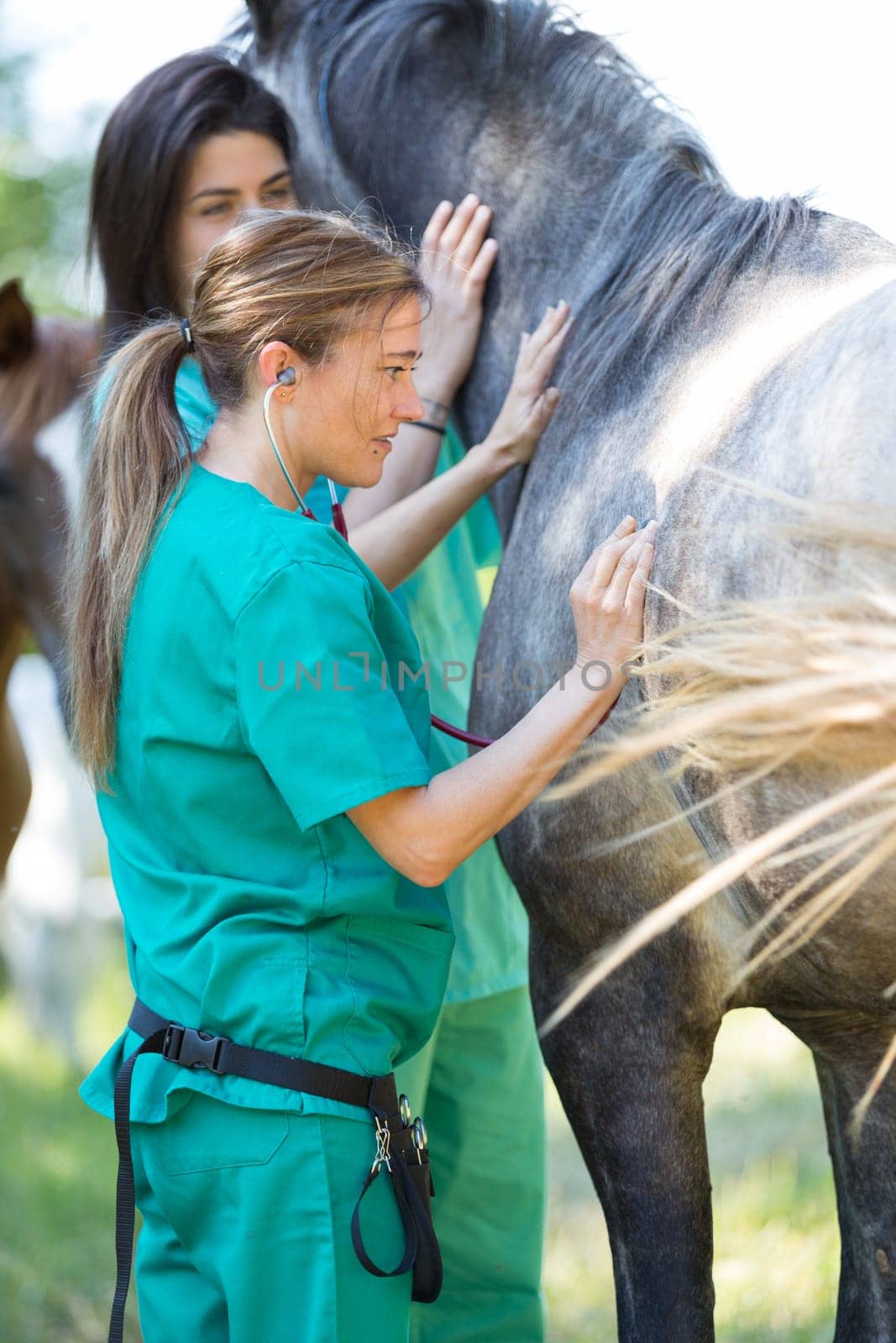 Veterinary great performing a scan to a young mare