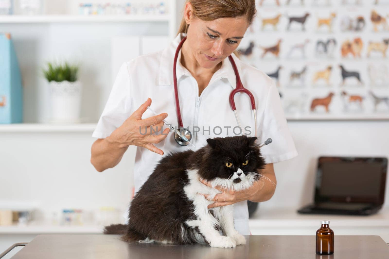 Placing a veterinary vaccine injection to a cat at the clinic