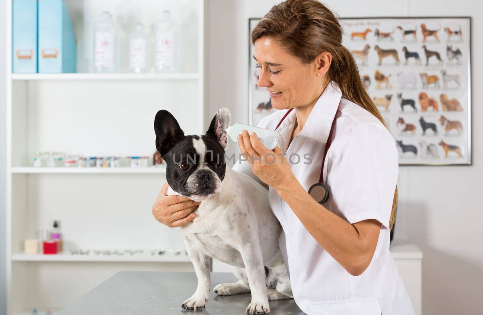 Veterinary clinic with a French bulldog making a cleaning ears