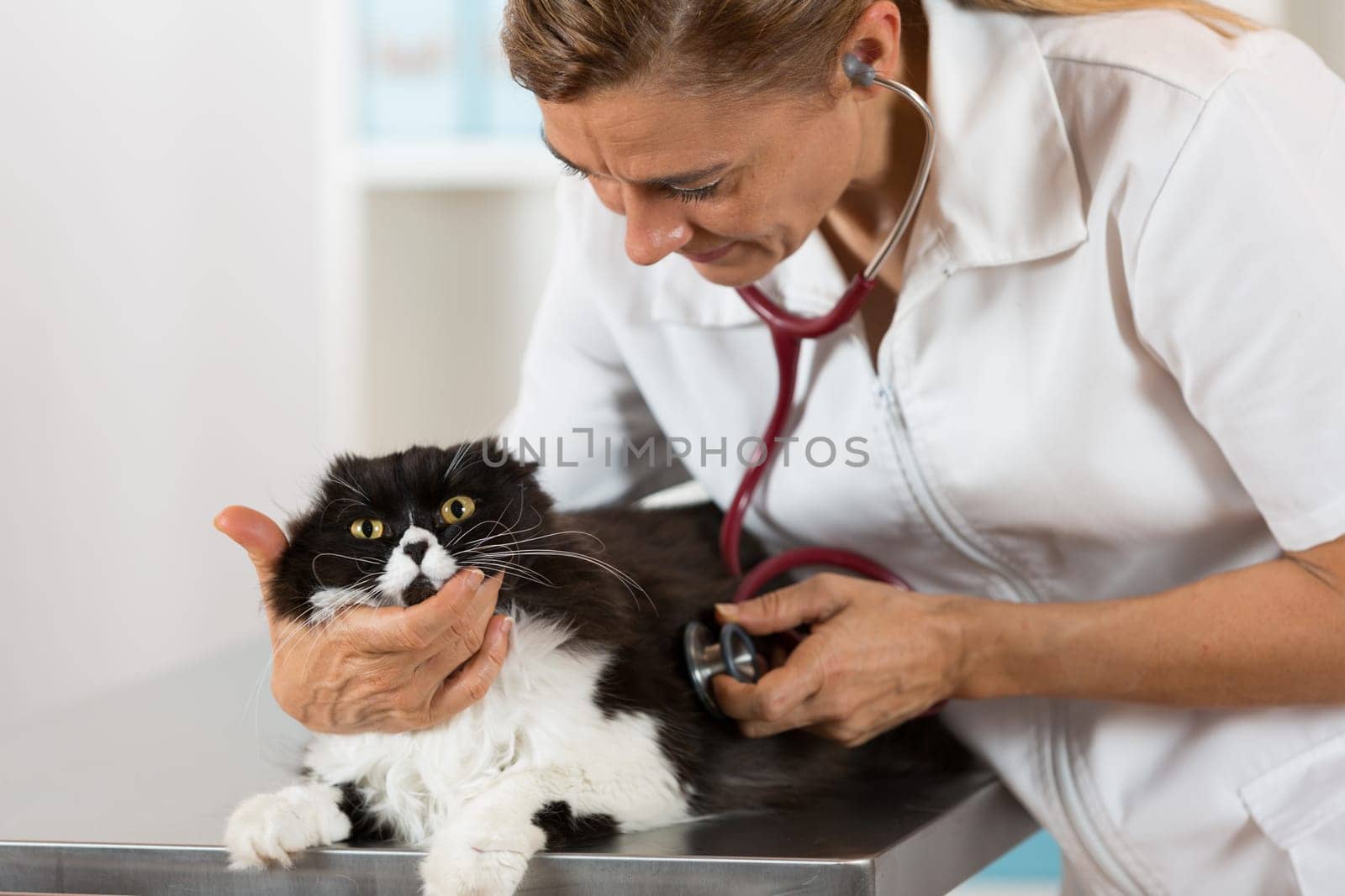 Veterinary performing auscultation a sick kitten in the clinic