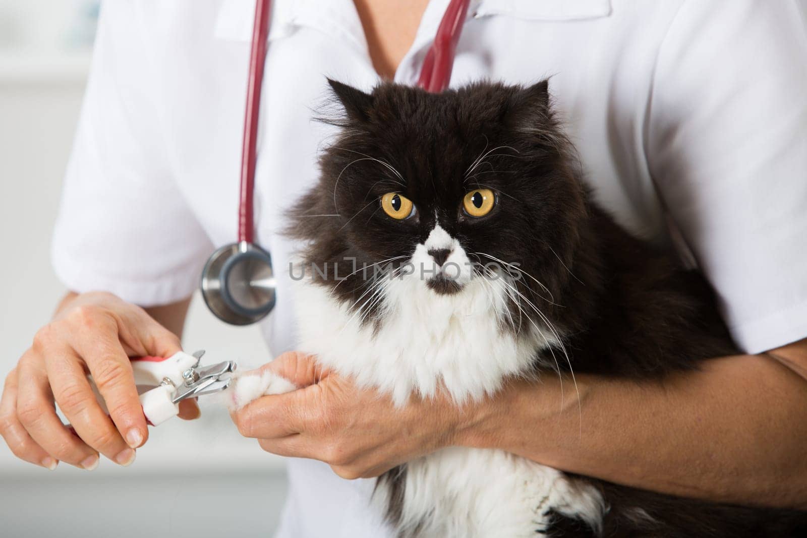 Cat in a veterinary clinic hairdresser cutting nails