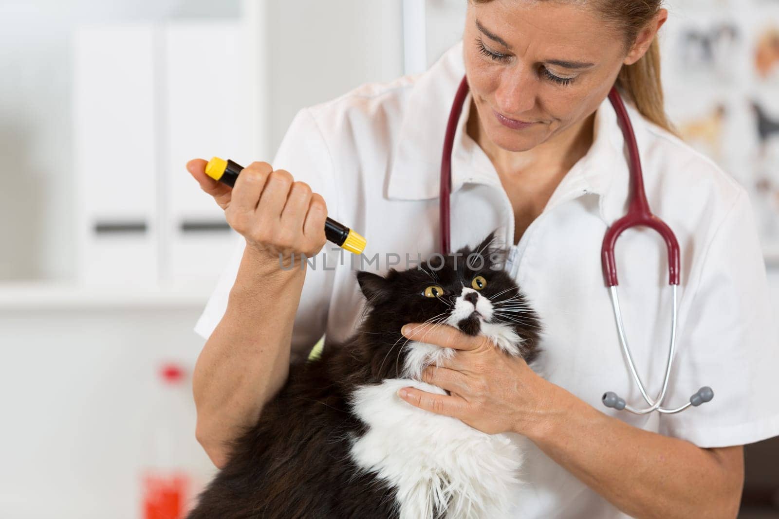 Veterinary inspecting the eyes of a cat in clinic