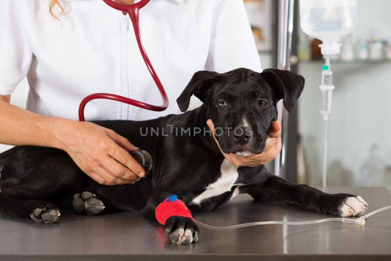 Veterinarian conducting a review with your dog American Staffordshire
