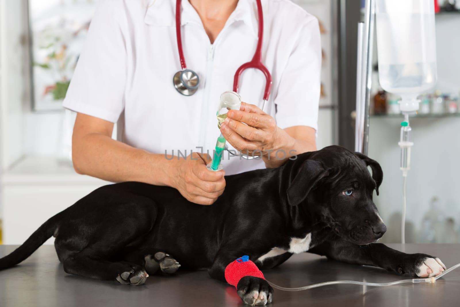 Veterinarian conducting a review with your dog American Staffordshire
