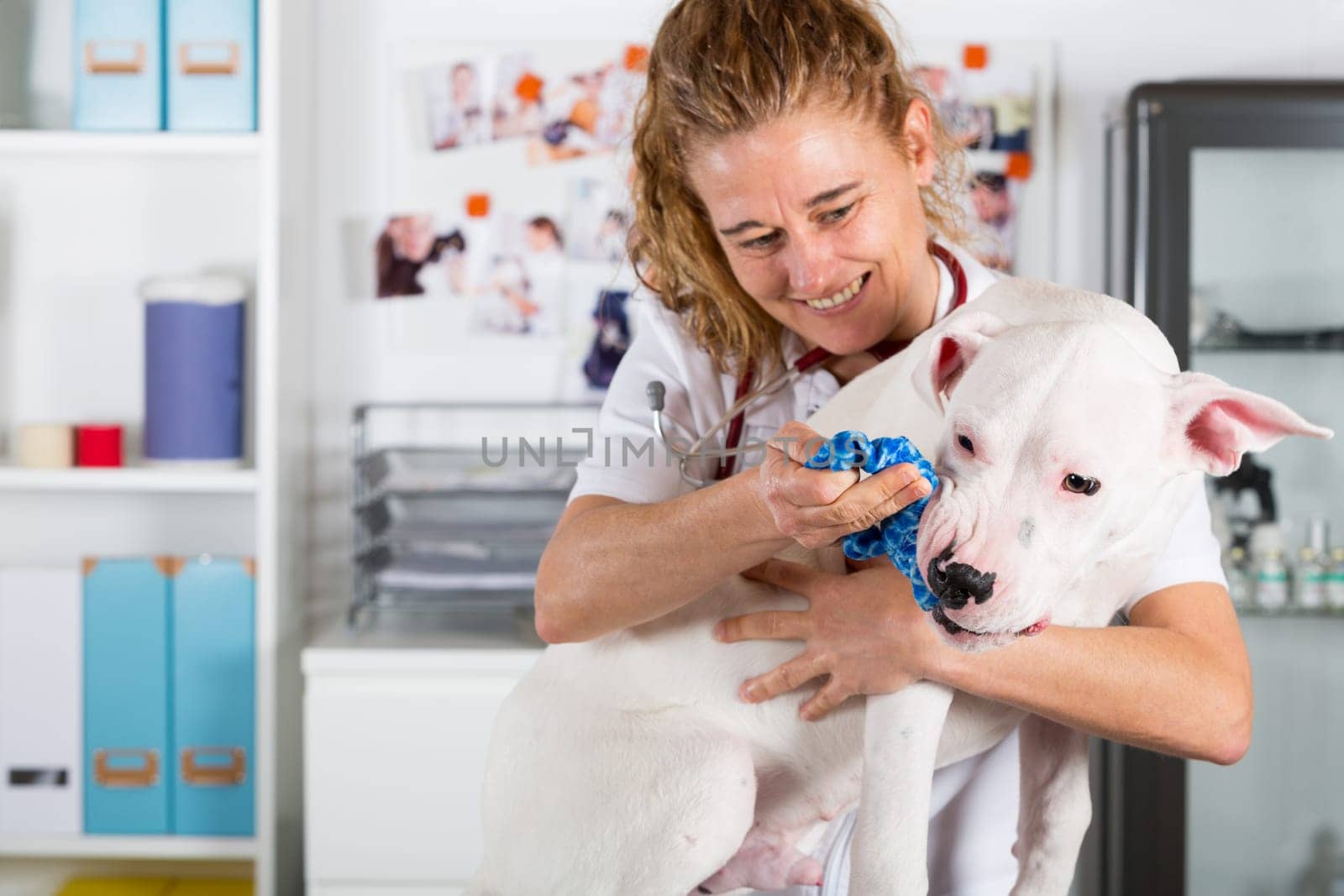 Veterinary by listening to a Dogo Argentino dog in his clinic