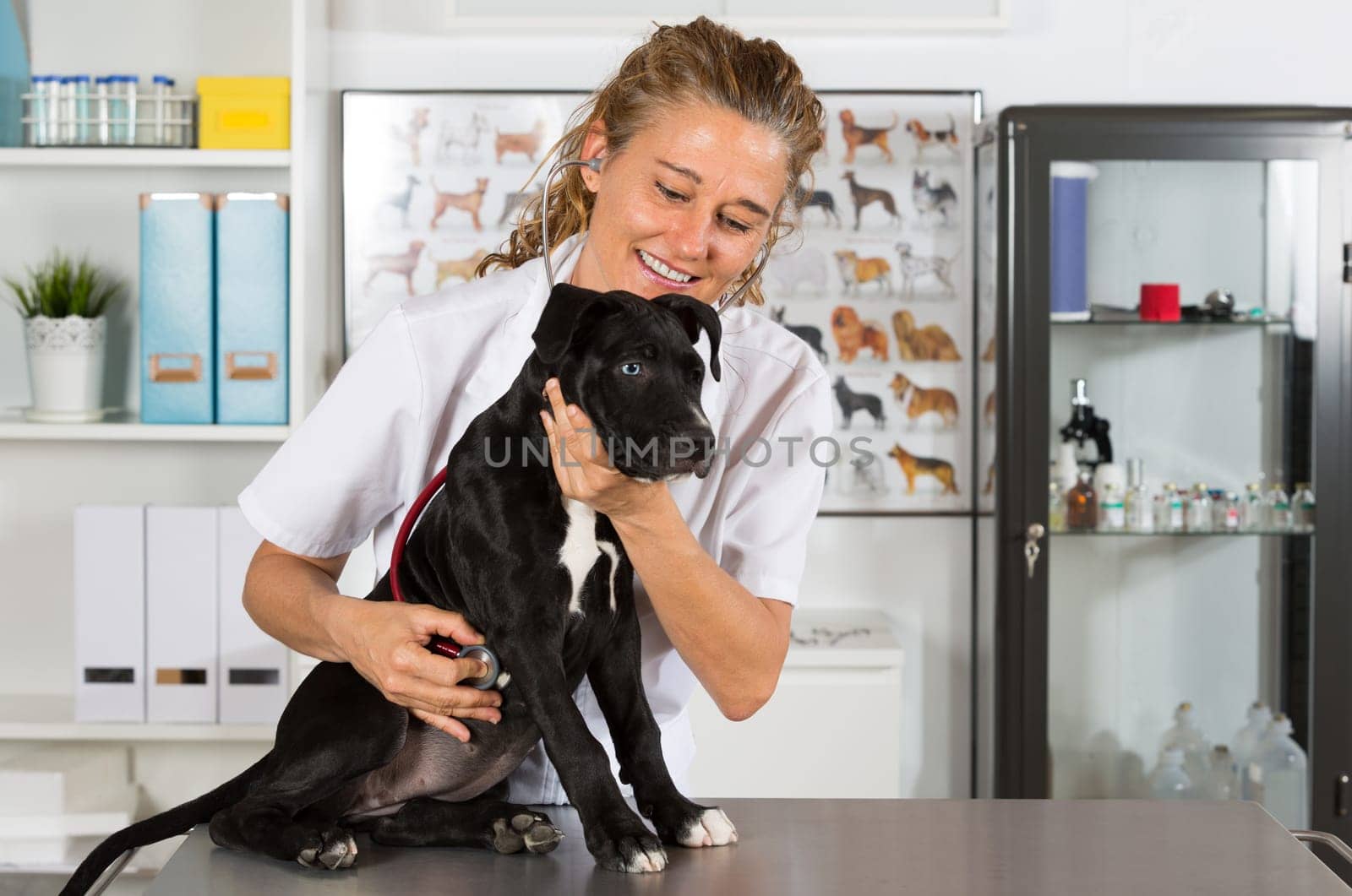 Veterinarian conducting a review with your dog American Staffordshire