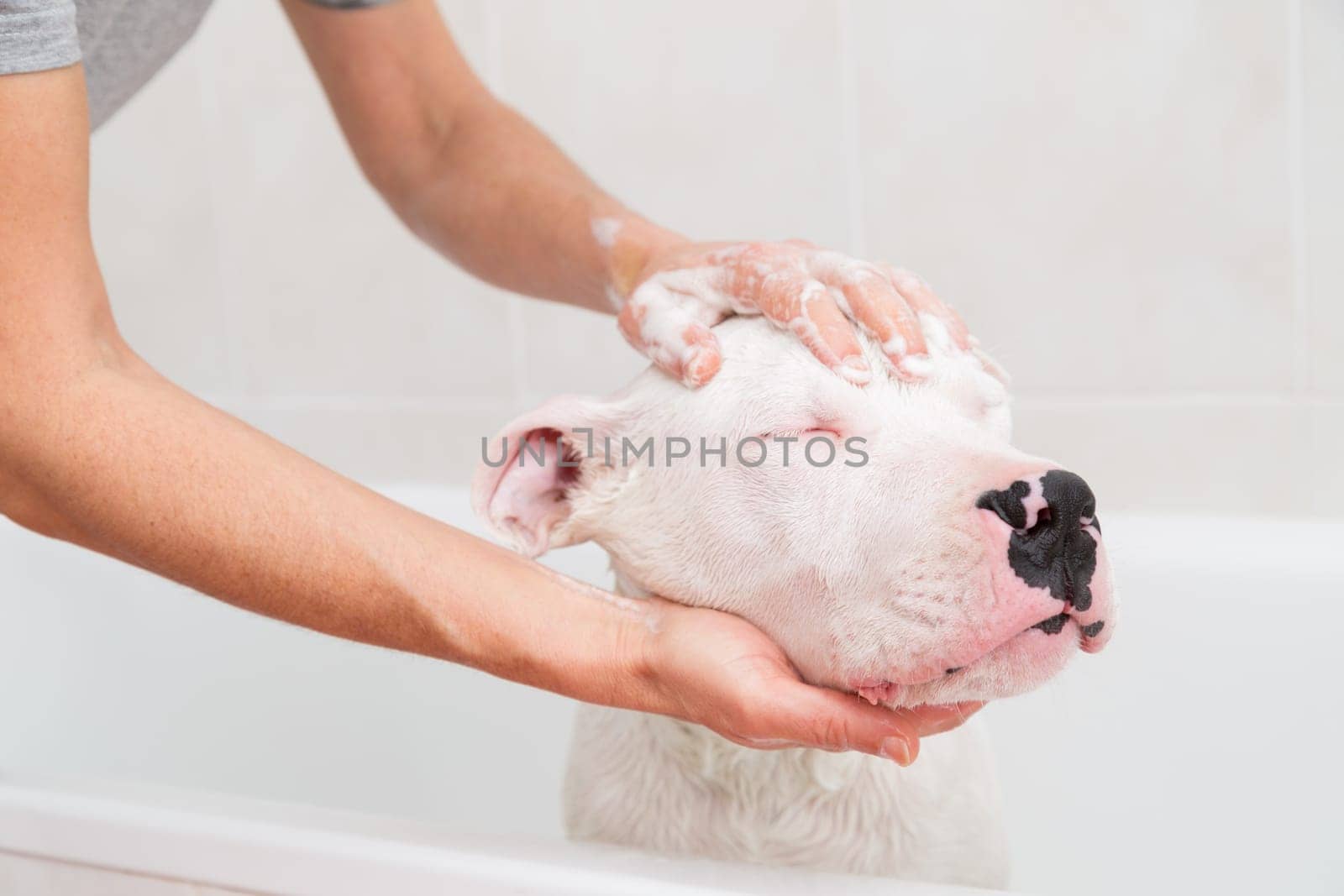 Bubble Bath a lovely dog dogo argentino