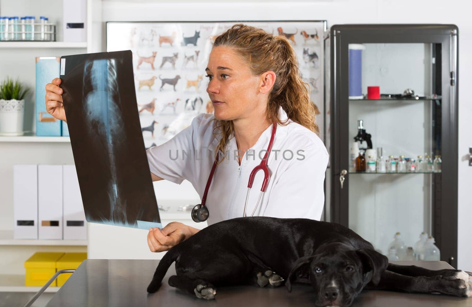 Veterinarian conducting a review with your dog American Staffordshire