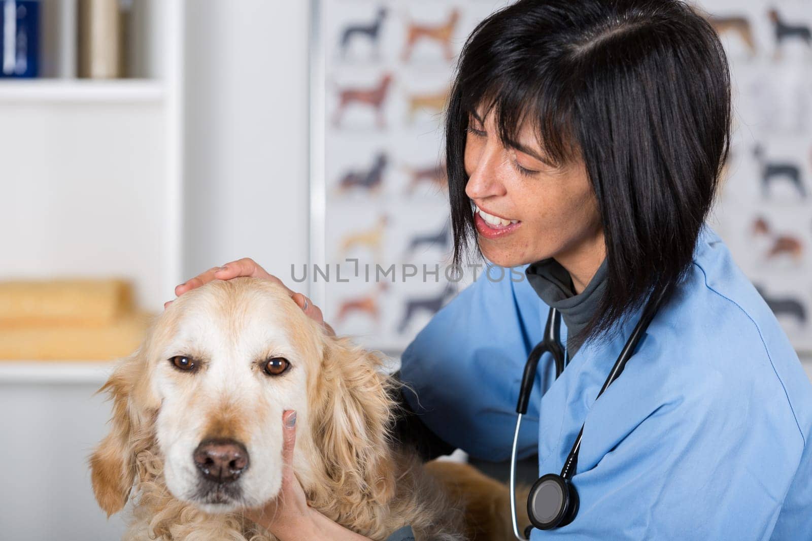 Veterinary performing a dental inspection to a Golden Retriever in clinical