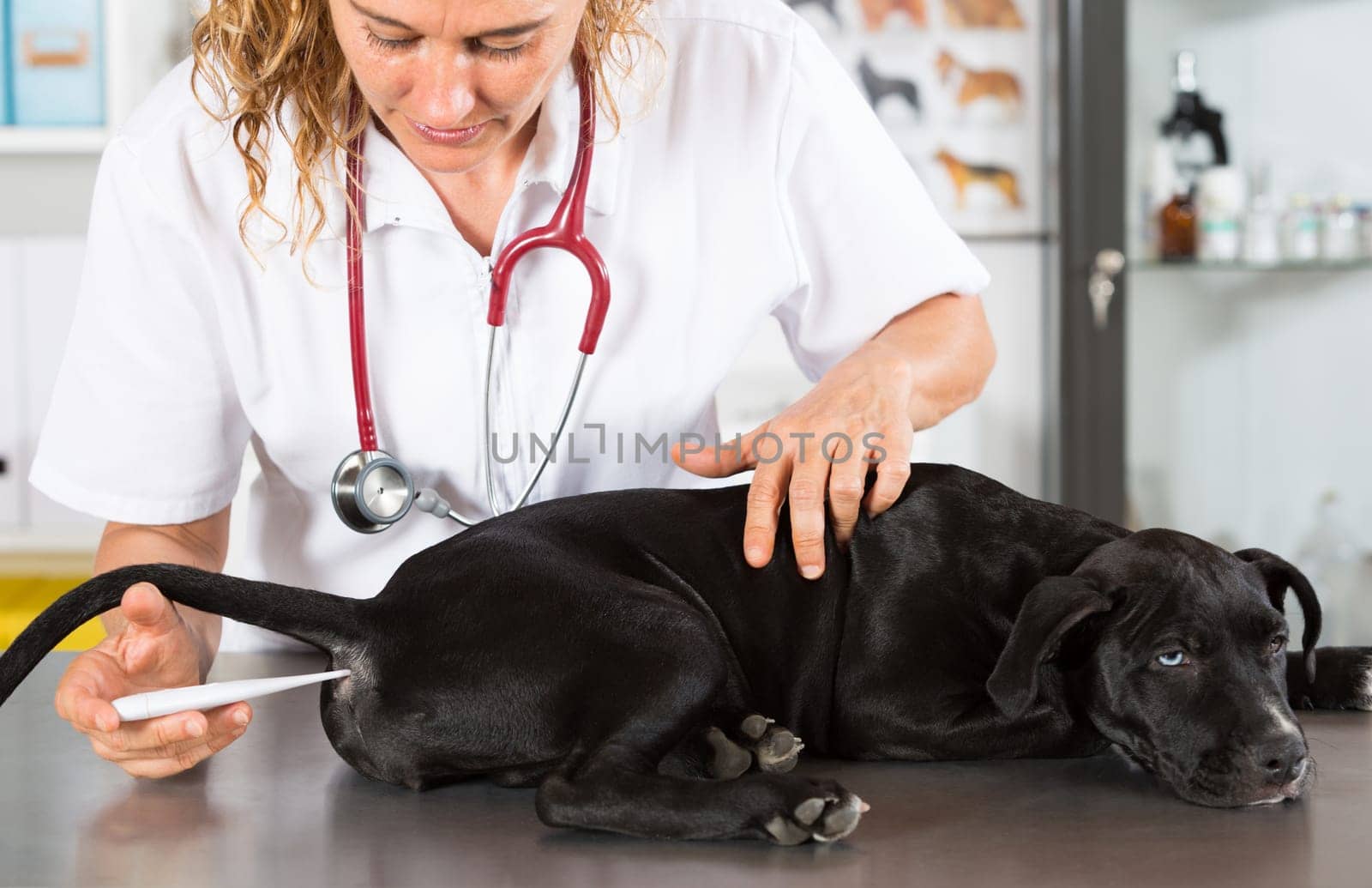 Veterinarian conducting a review with your dog American Staffordshire