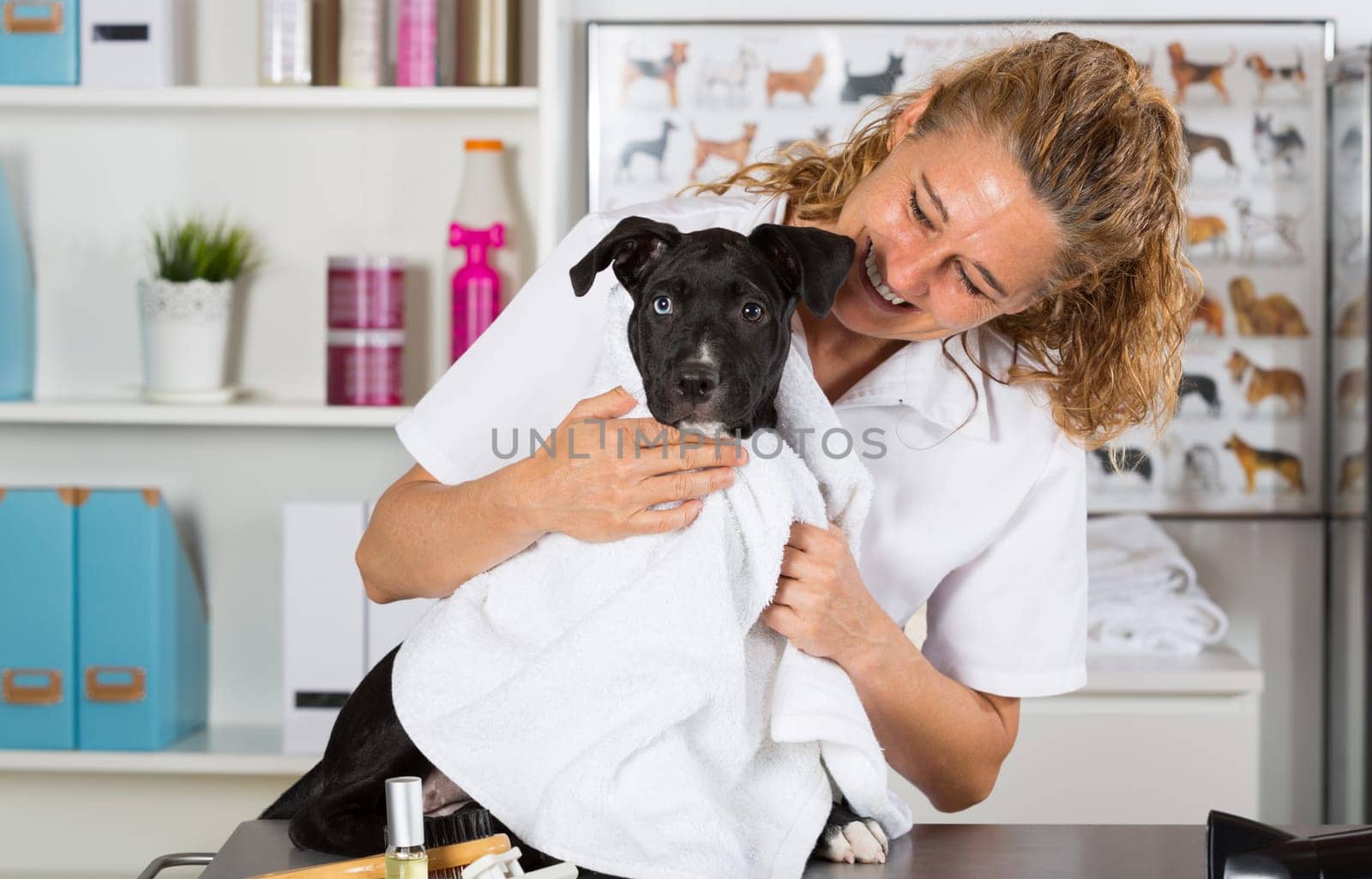 Veterinarian drying your dog American Staffordshire after a bath