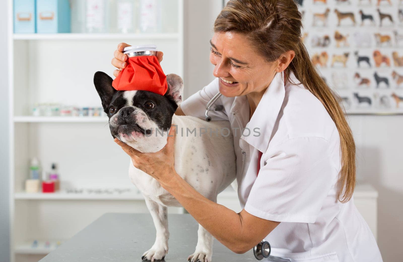 French Bulldog with a cold and a veterinary placing a bag of cold water on the head