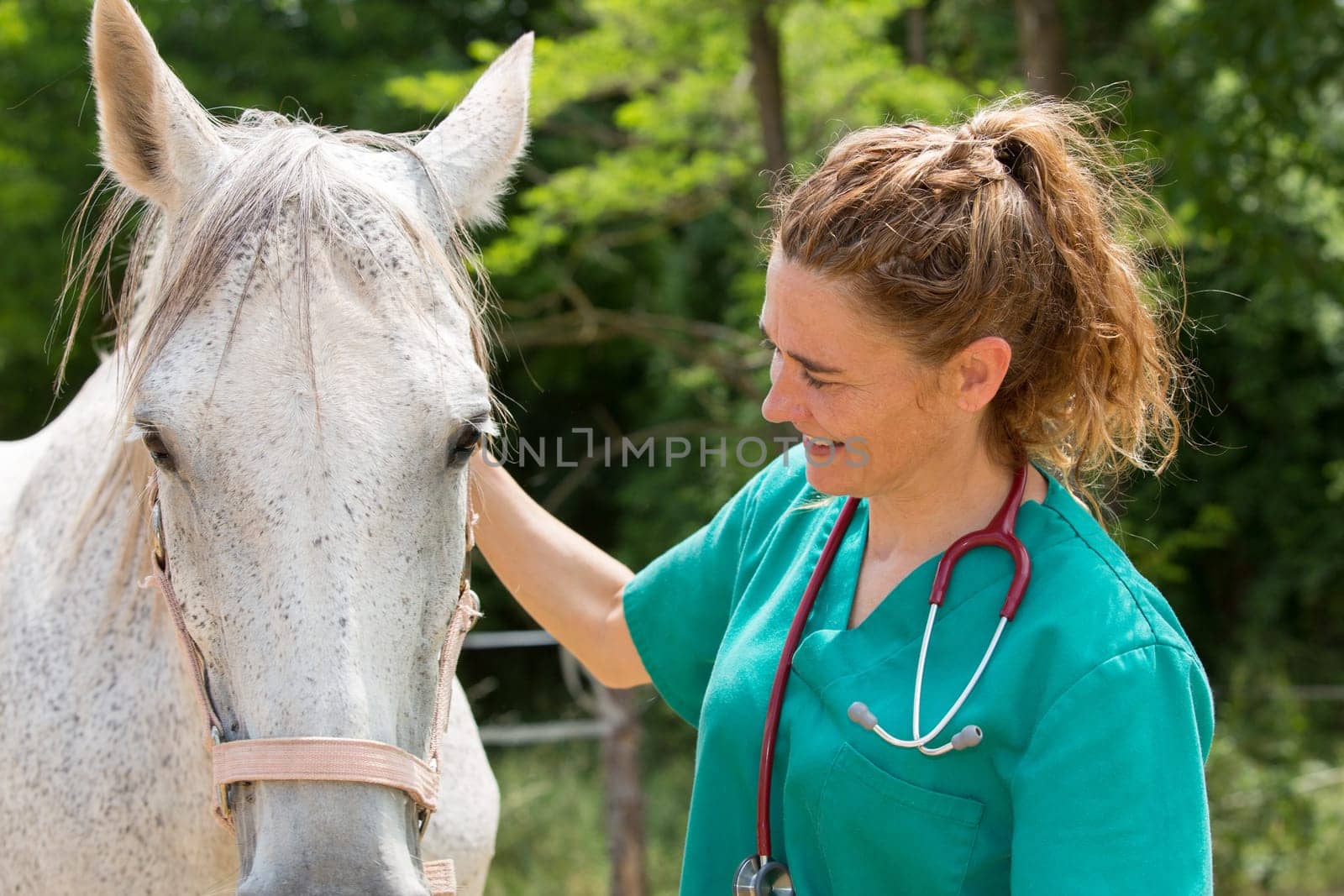 Veterinary great performing a scan to a young mare