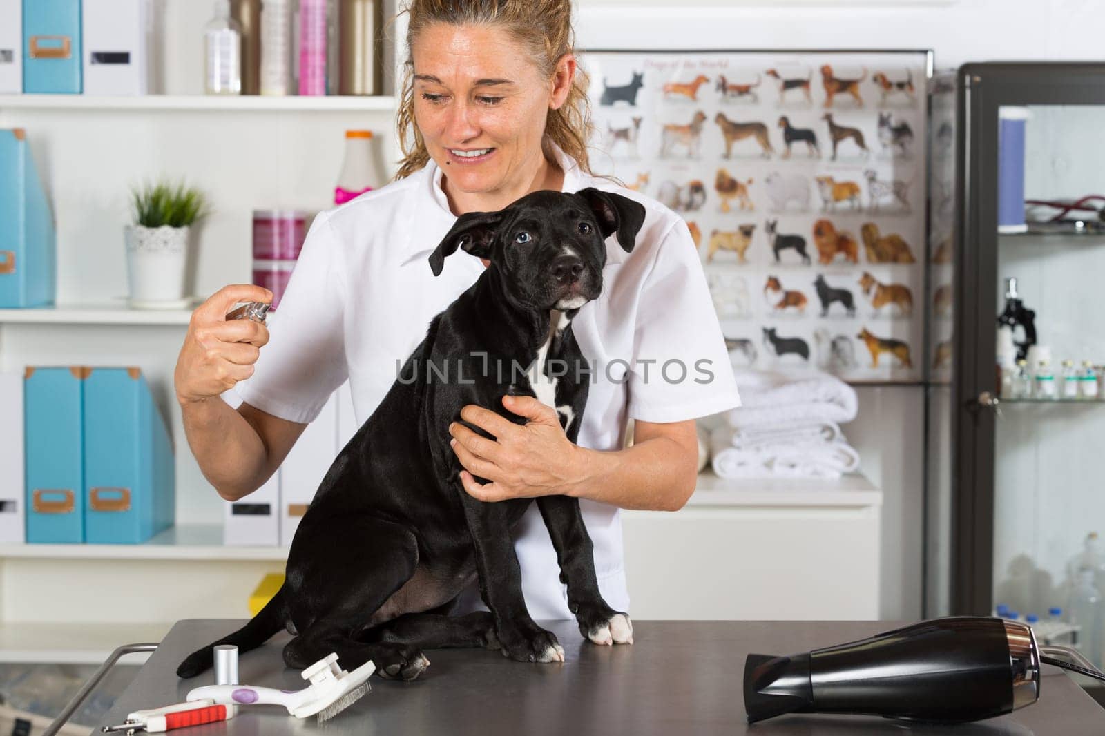Veterinarian putting your dog colony american staffordshire