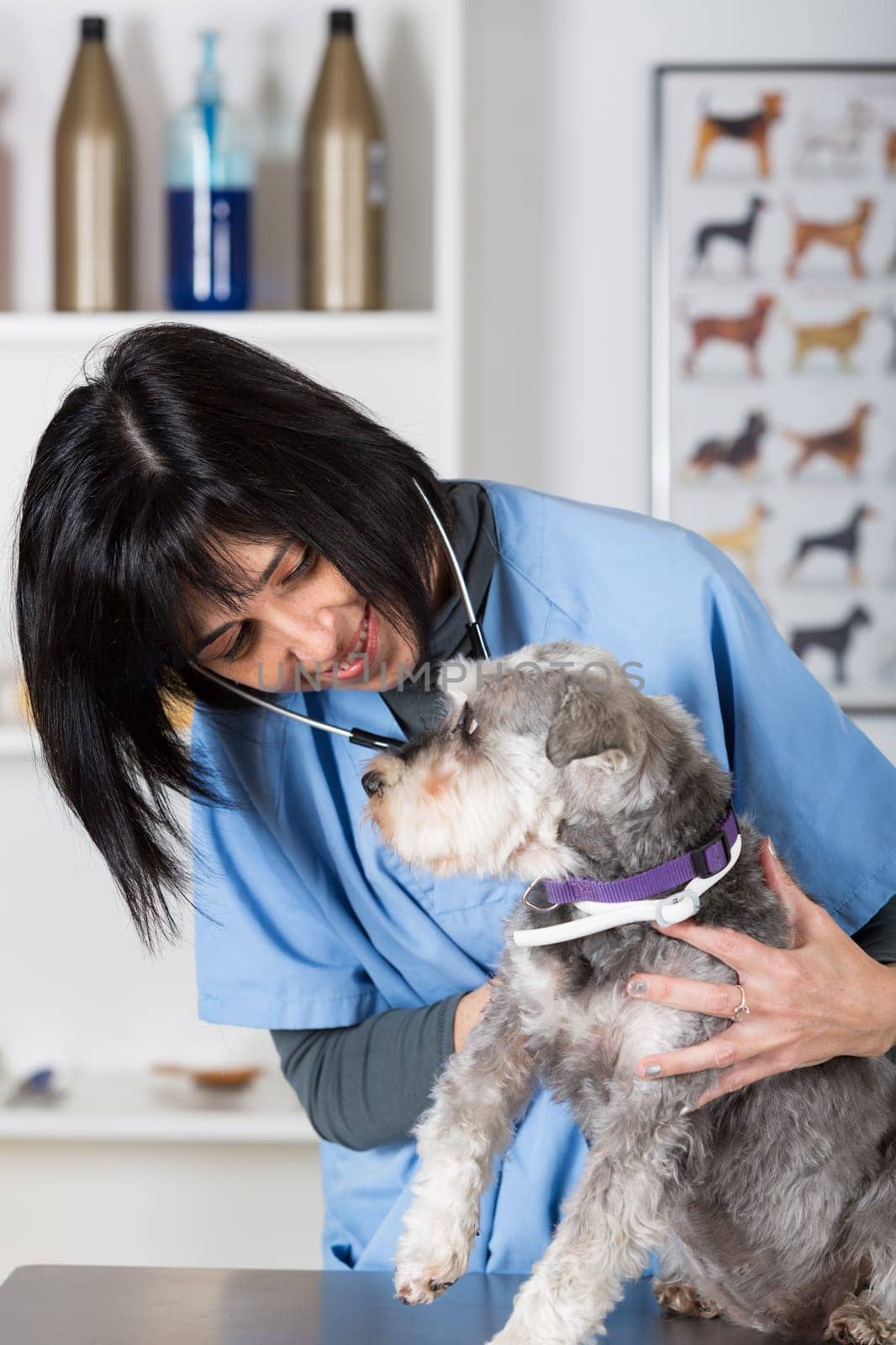 Veterinary performing a dental inspection to a schnauzer mini in clinical