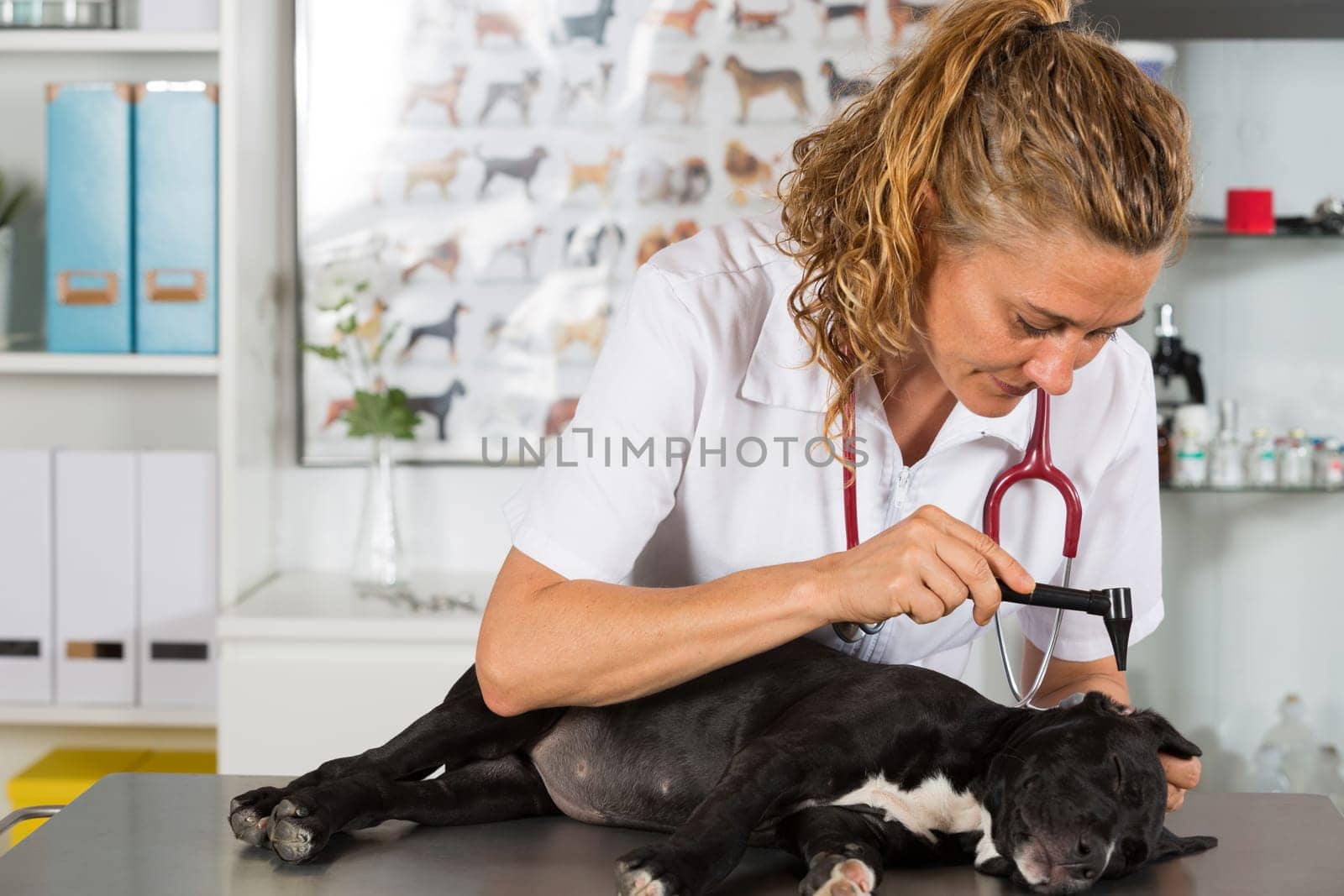 Veterinarian conducting a review with your dog American Staffordshire