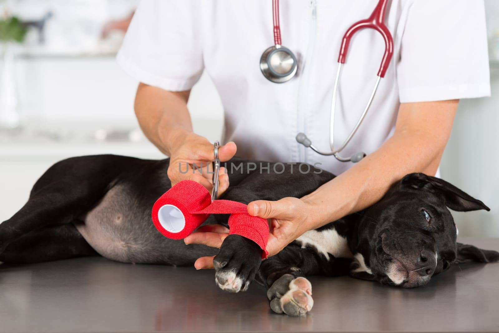 Veterinarian conducting a review with your dog American Staffordshire