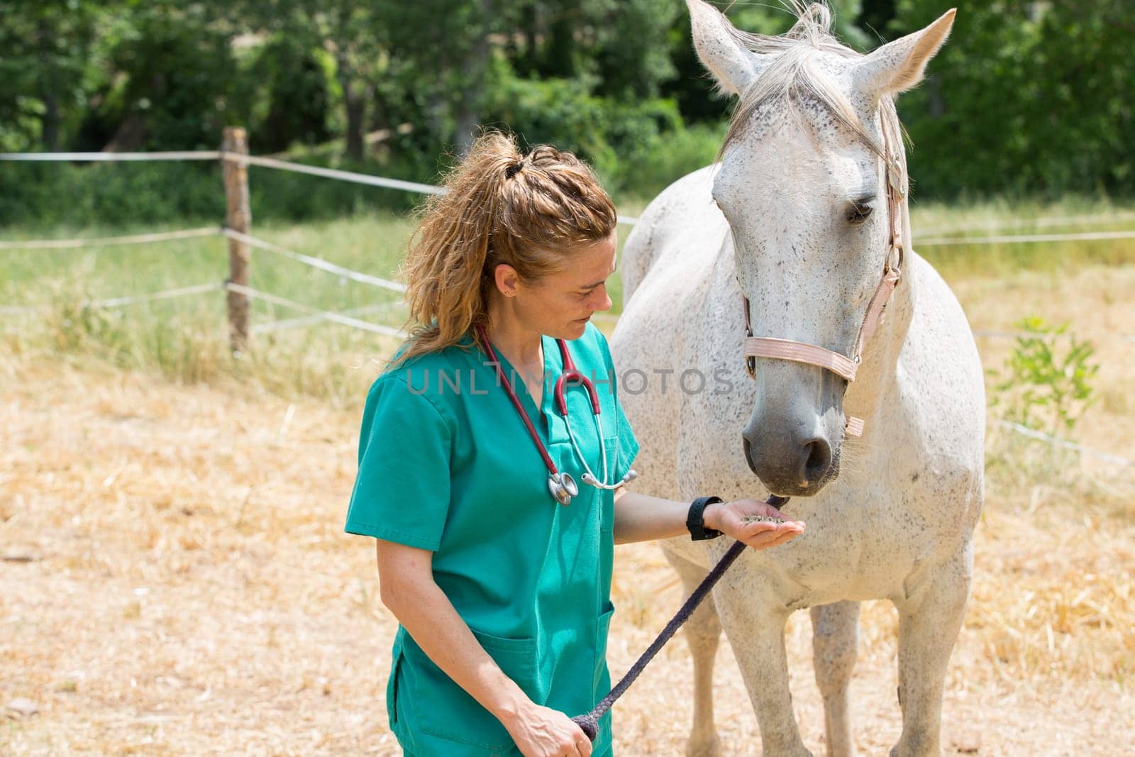 Veterinary great performing a scan to a young mare