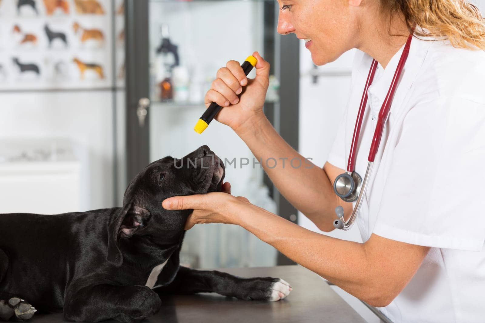 Veterinarian conducting a review with your dog American Staffordshire