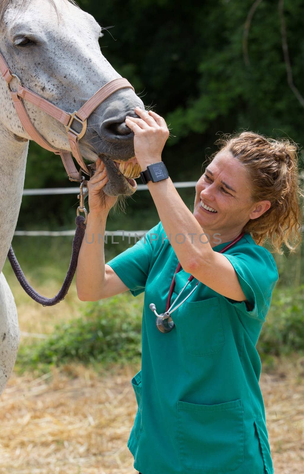 Veterinary great performing a scan to a young mare