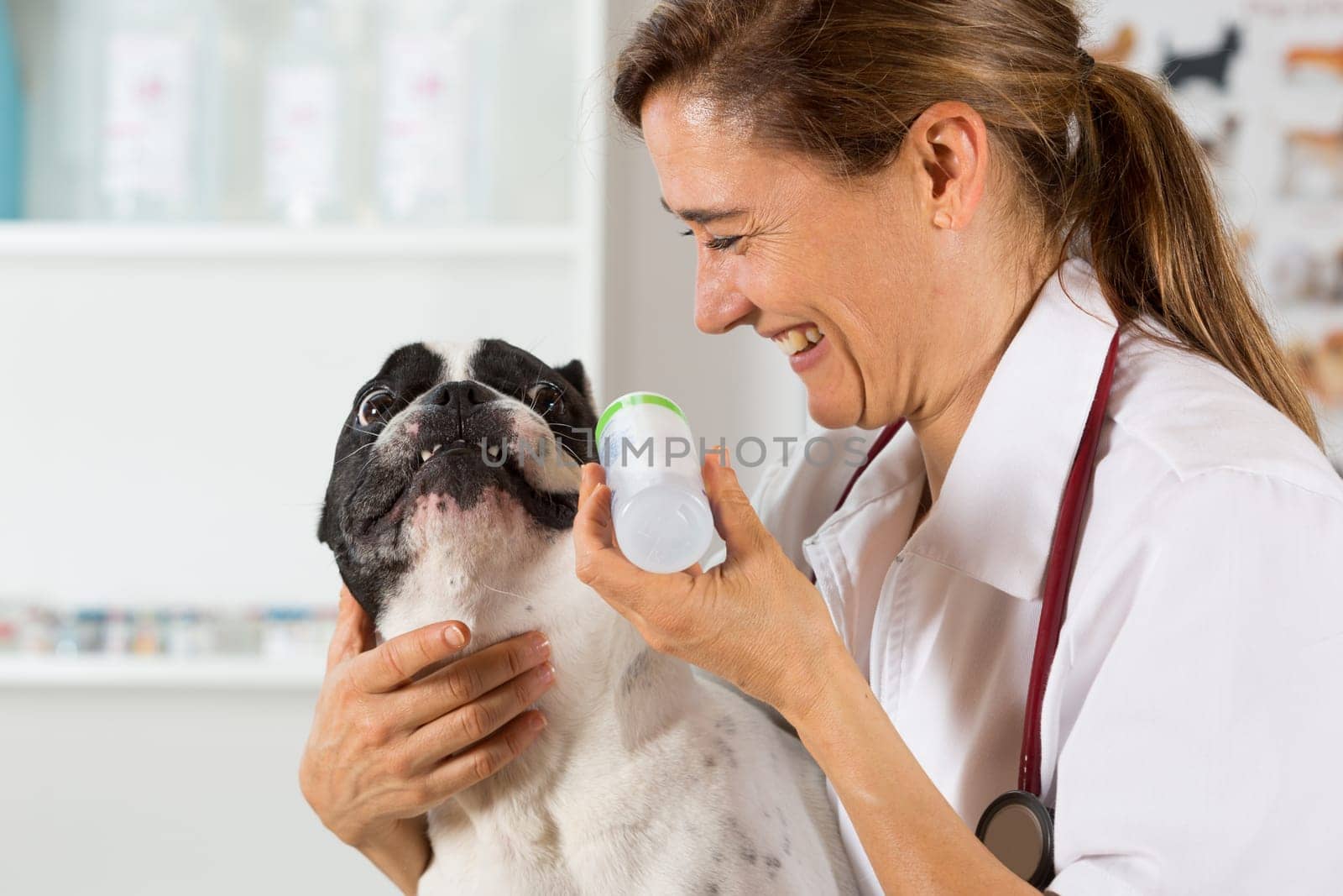 Veterinary clinic with a French bulldog making a cleaning ears