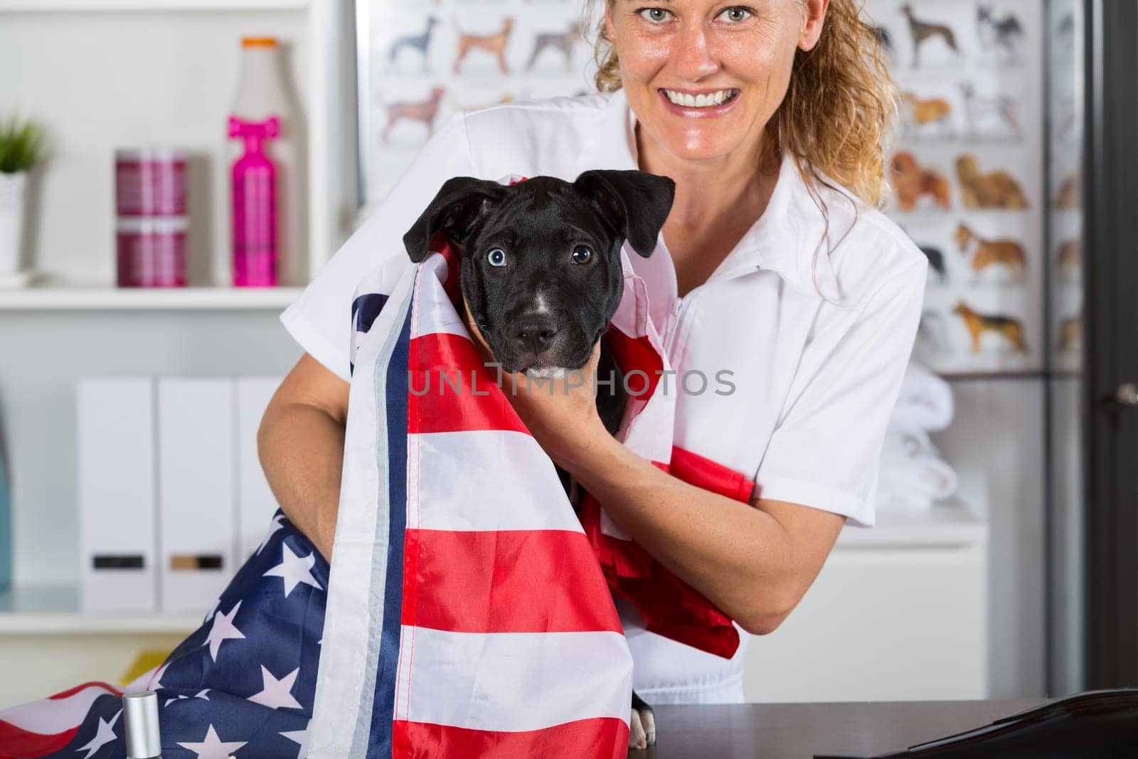 Veterinarian covering his american staffordshire dog with American flag