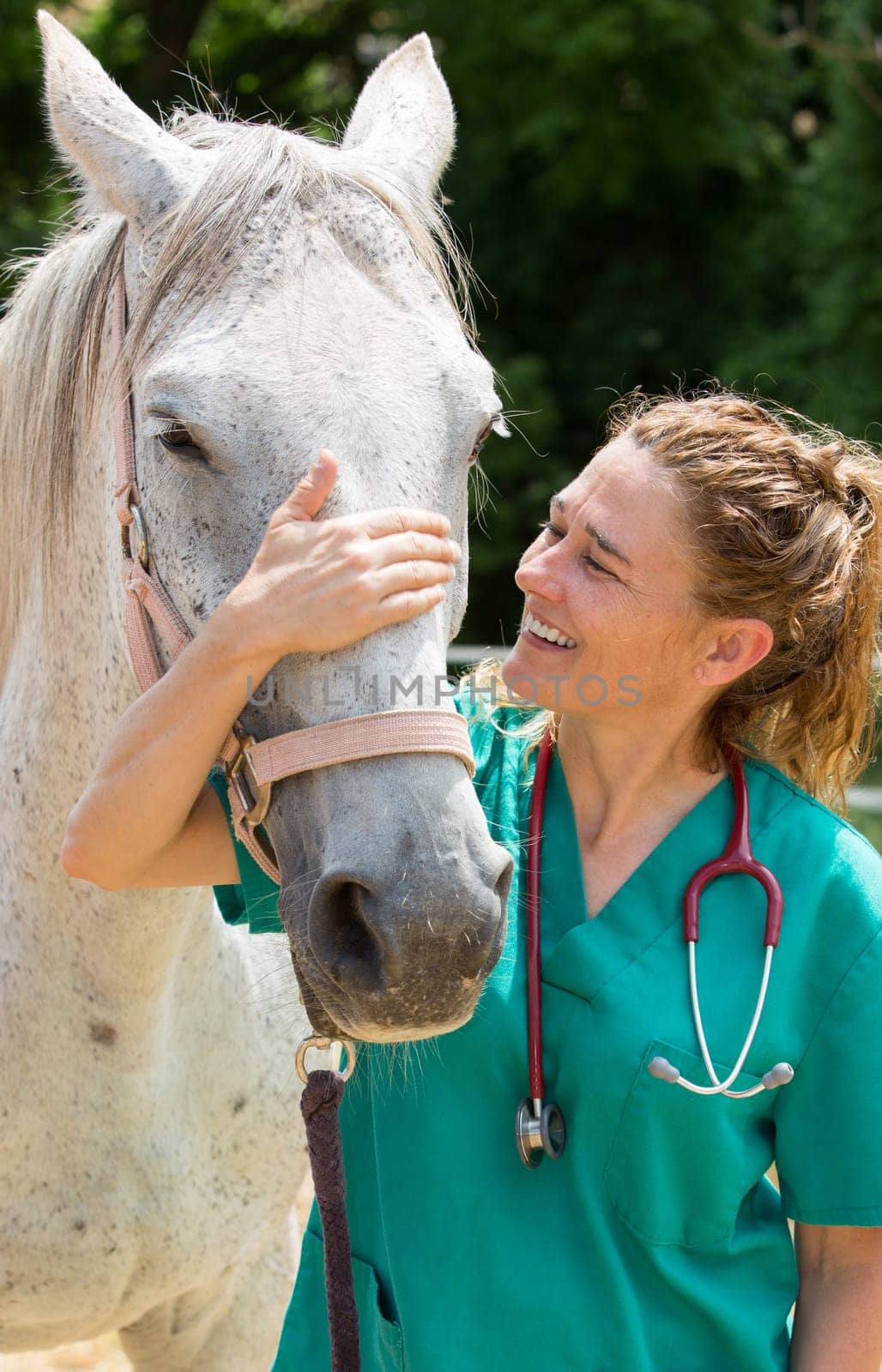 Veterinary great performing a scan to a young mare