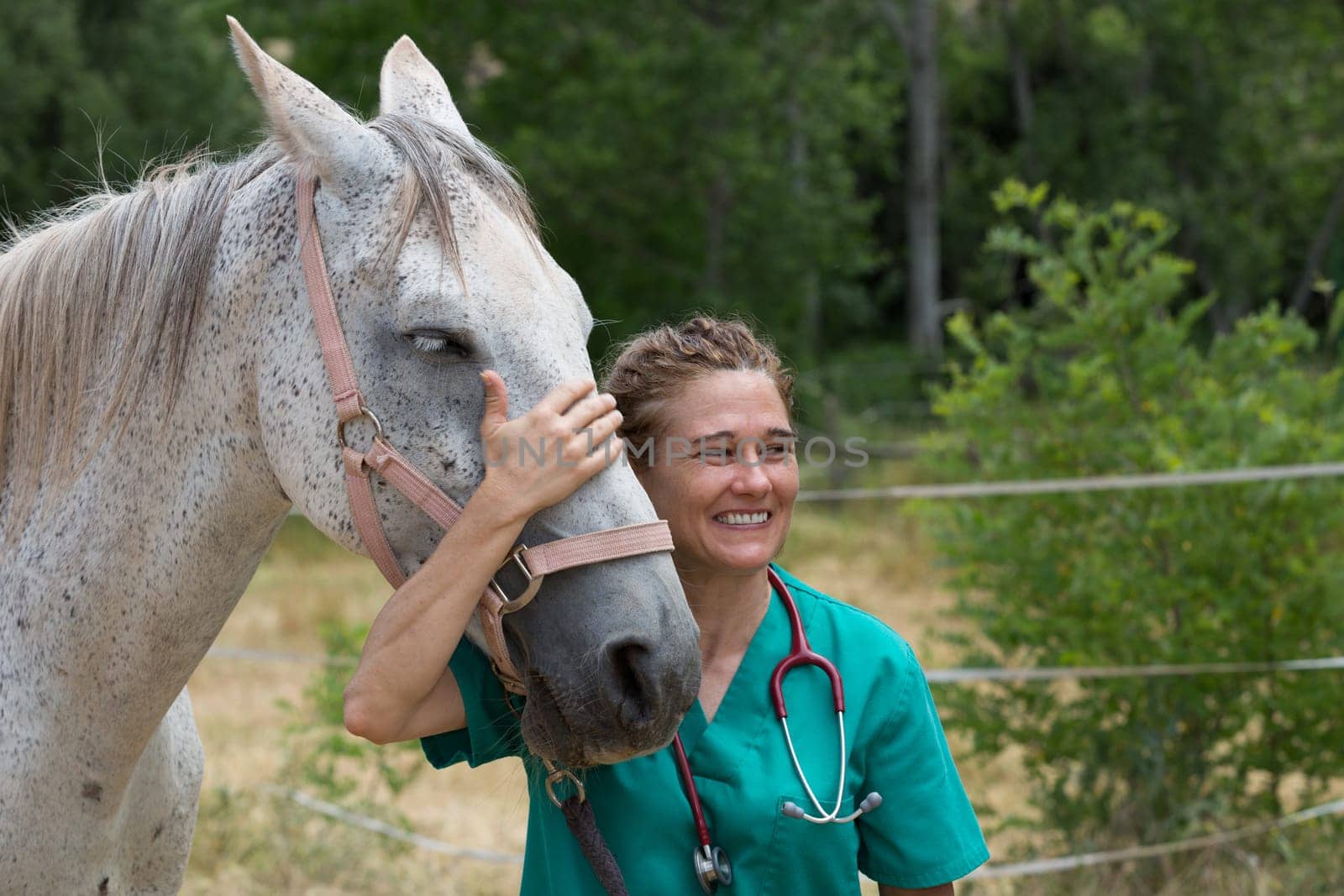 Veterinary great performing a scan to a young mare