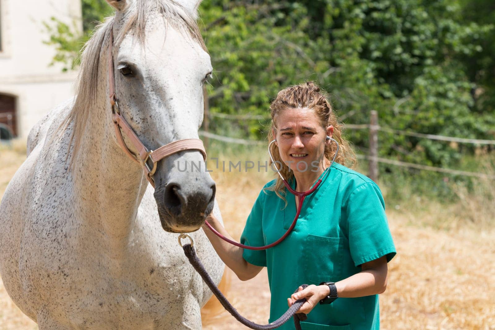 Veterinary great performing a scan to a young mare