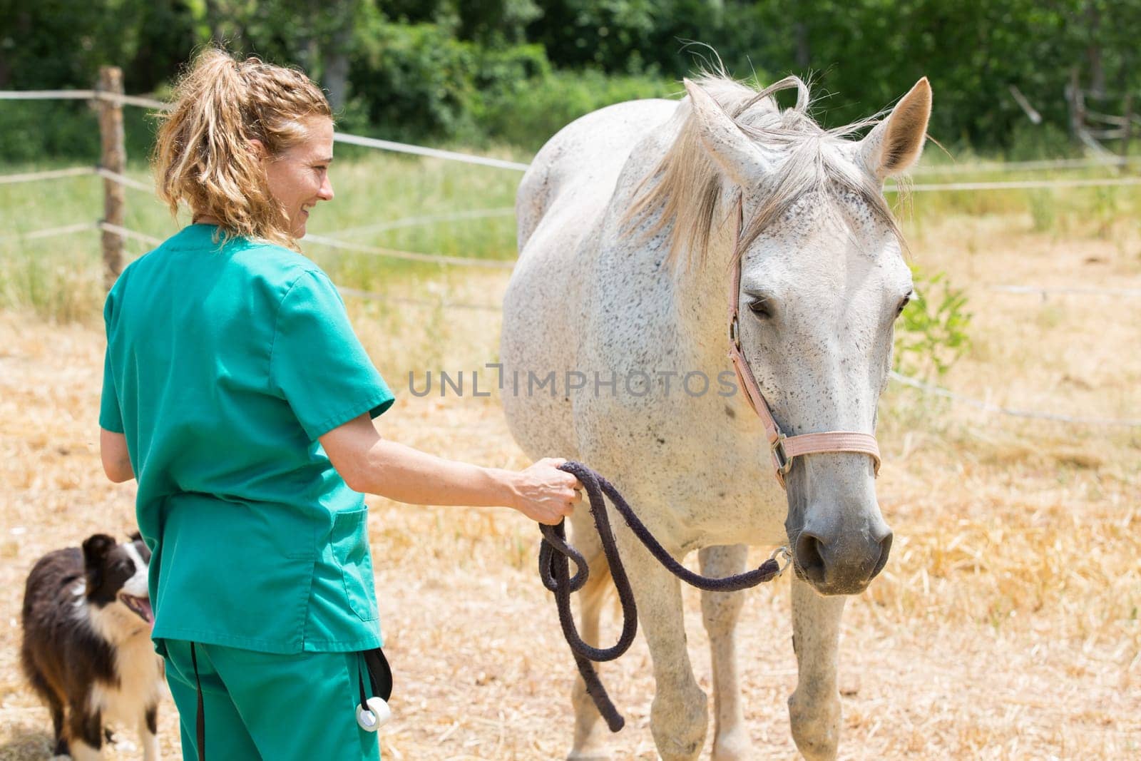 Veterinary great performing a scan to a young mare