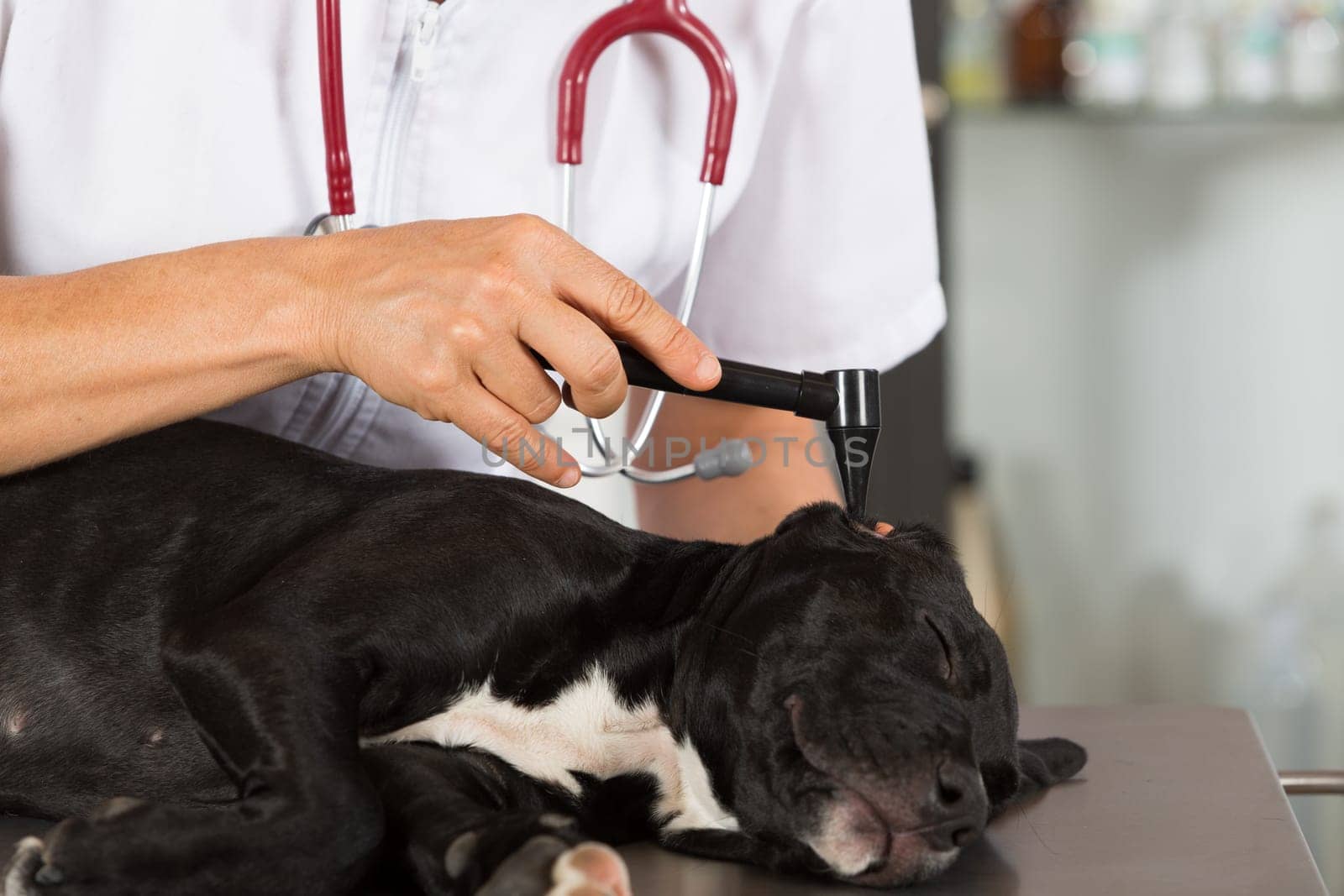 Veterinarian conducting a review with your dog American Staffordshire