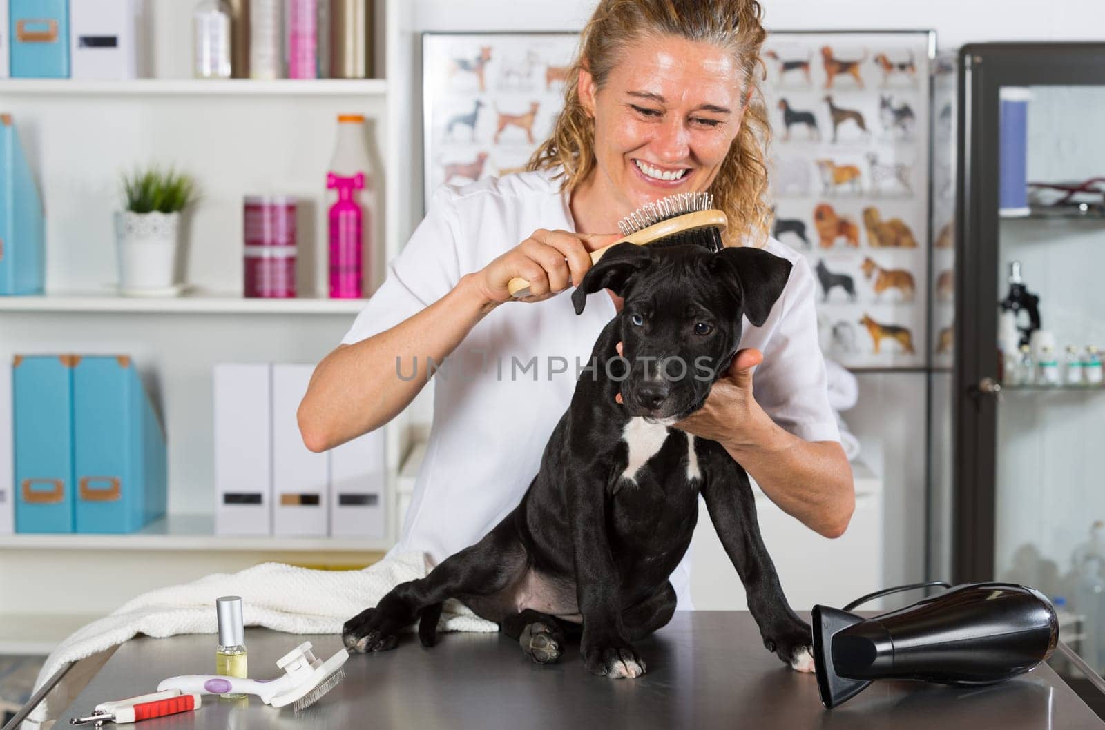 Veterinarian brushing your dog American Staffordshire after a bath