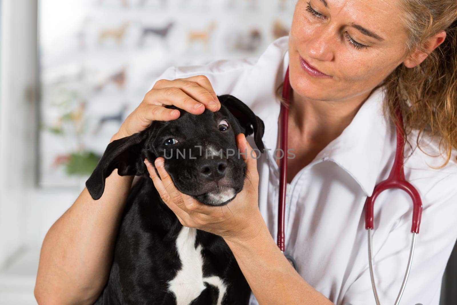 Veterinarian conducting a review with your dog American Staffordshire