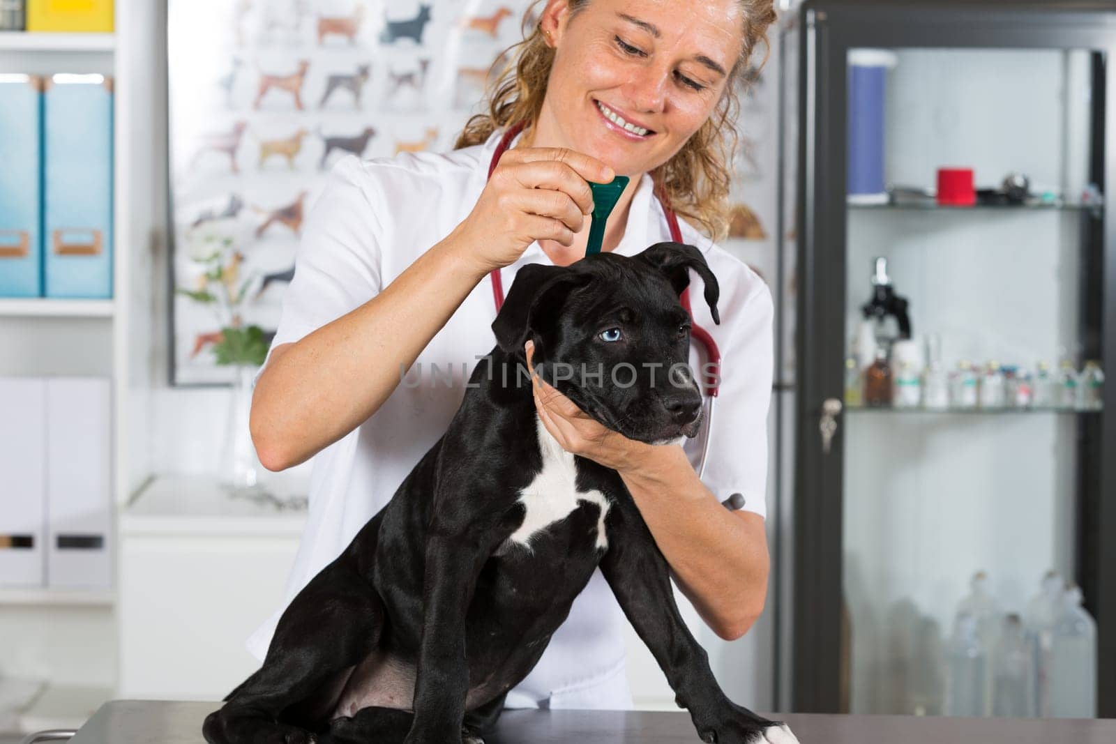 Veterinary clinic worming your dog American Staffordshire