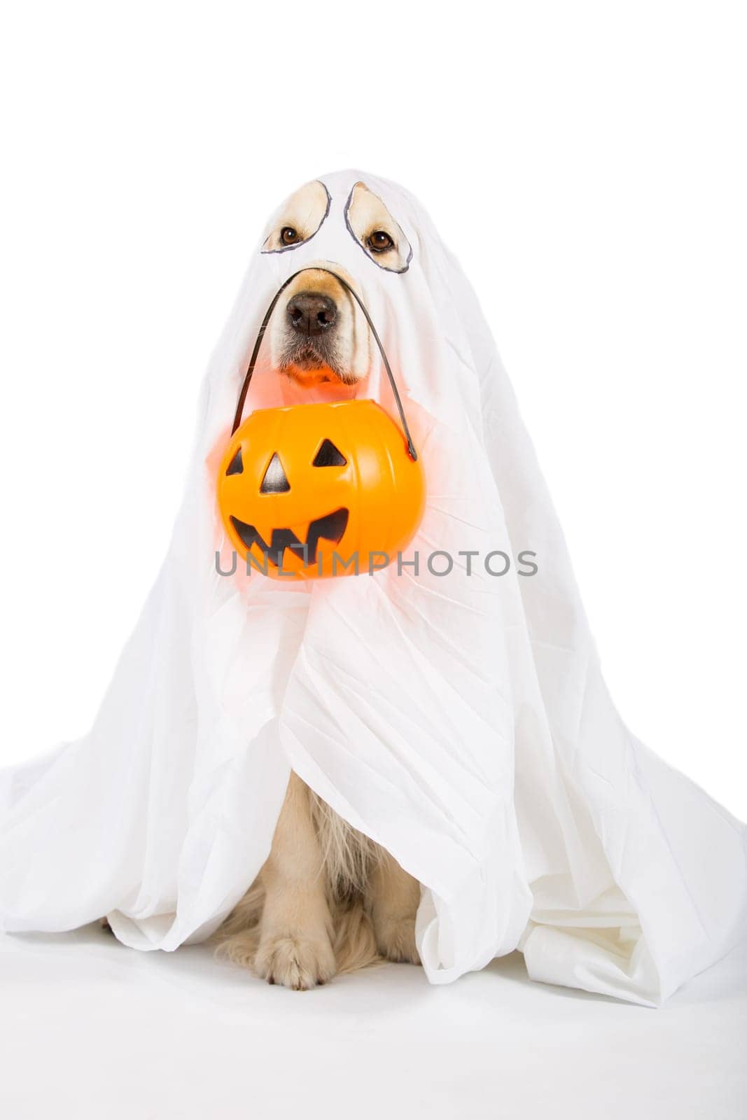 Golden Retriever disguised as a ghost with a Halloween pumpkin