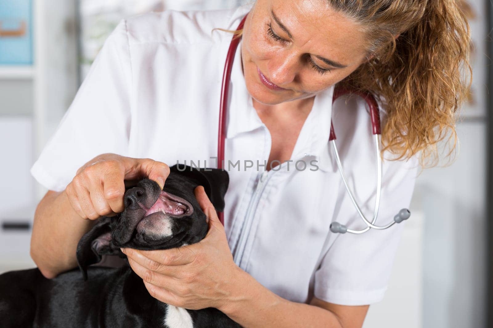 Veterinarian conducting a review with your dog American Staffordshire