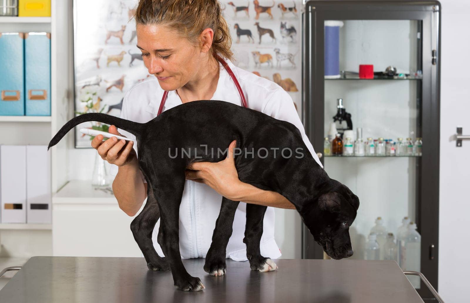 Veterinarian conducting a review with your dog American Staffordshire