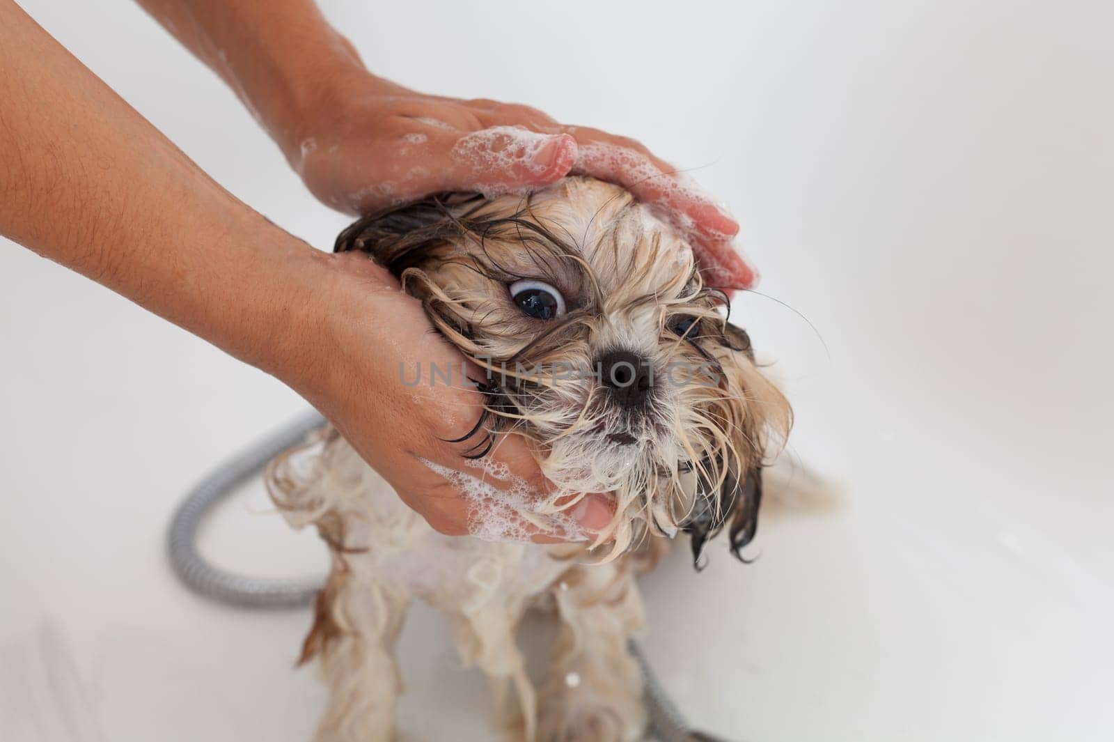 Bubble Bath a lovely dog Shih Tzu