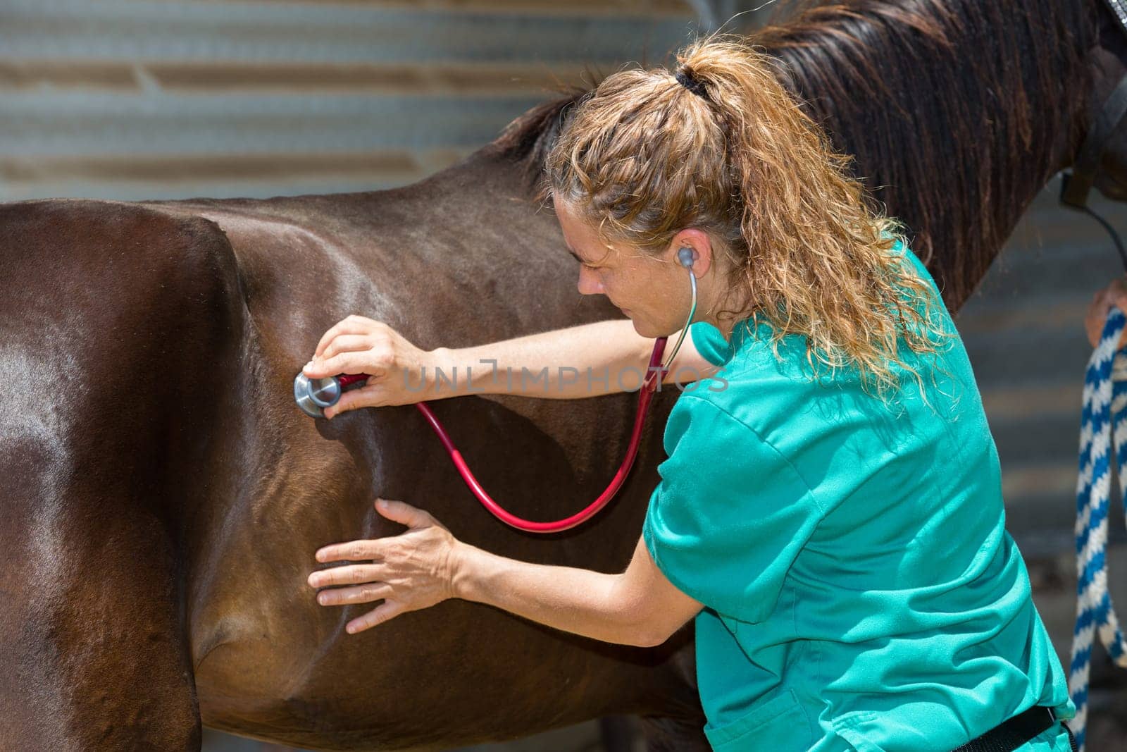 Young veterinarian conducting a review to a young colt