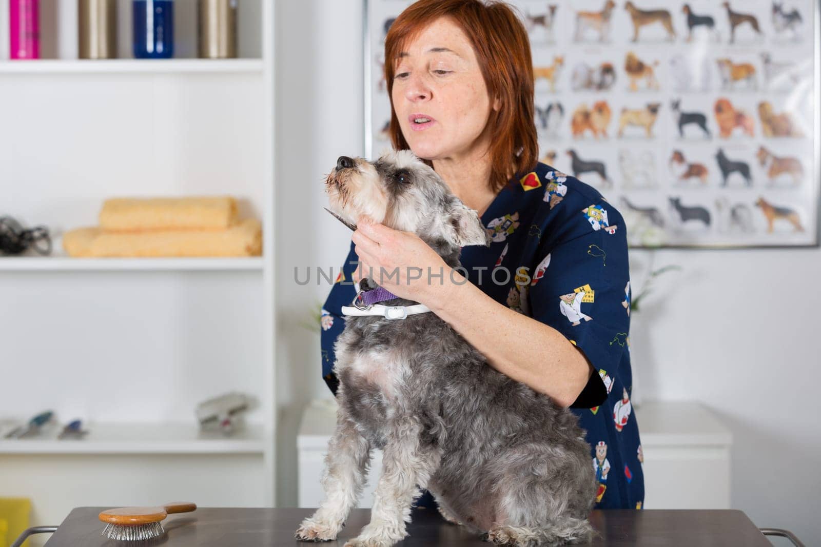 Canine hairdresser in a beauty clinic with dog
