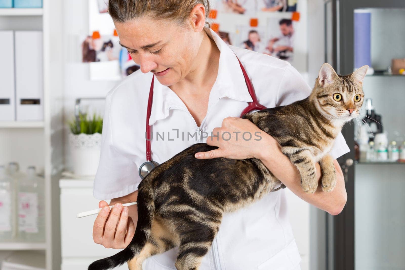 Veterinary taking the temperature of a cat in clinic