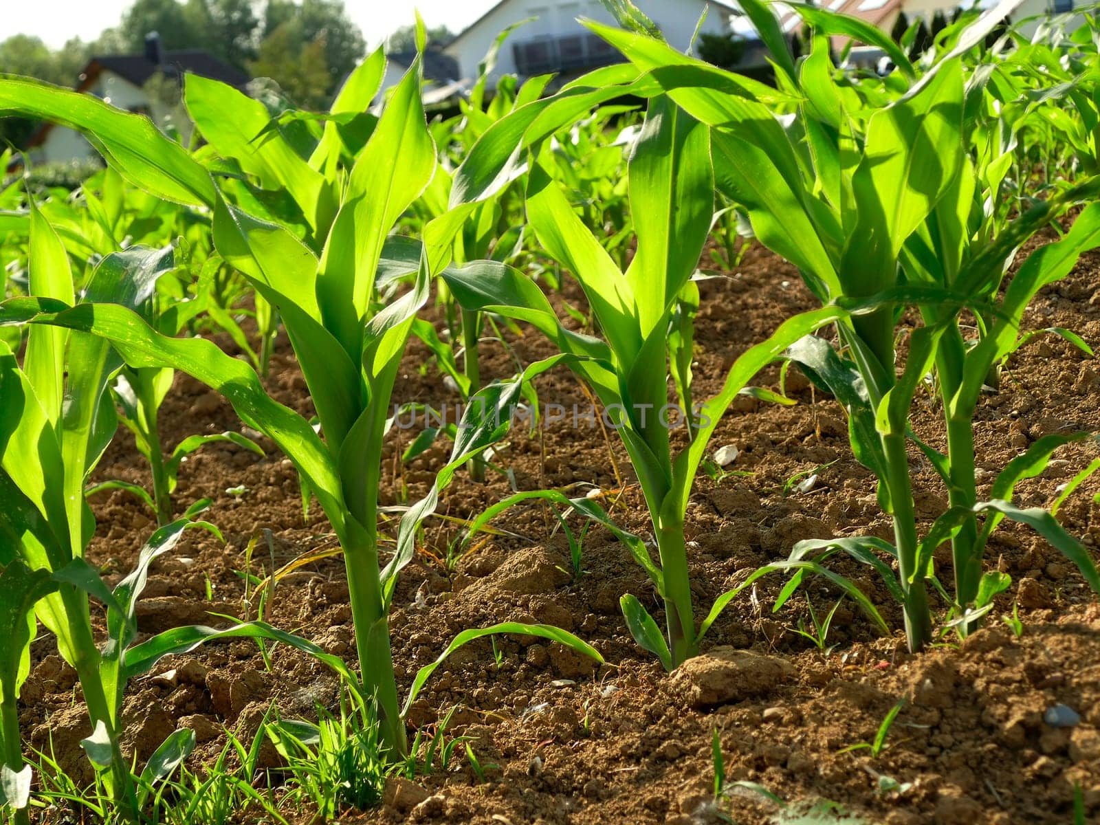 corn field with young plants