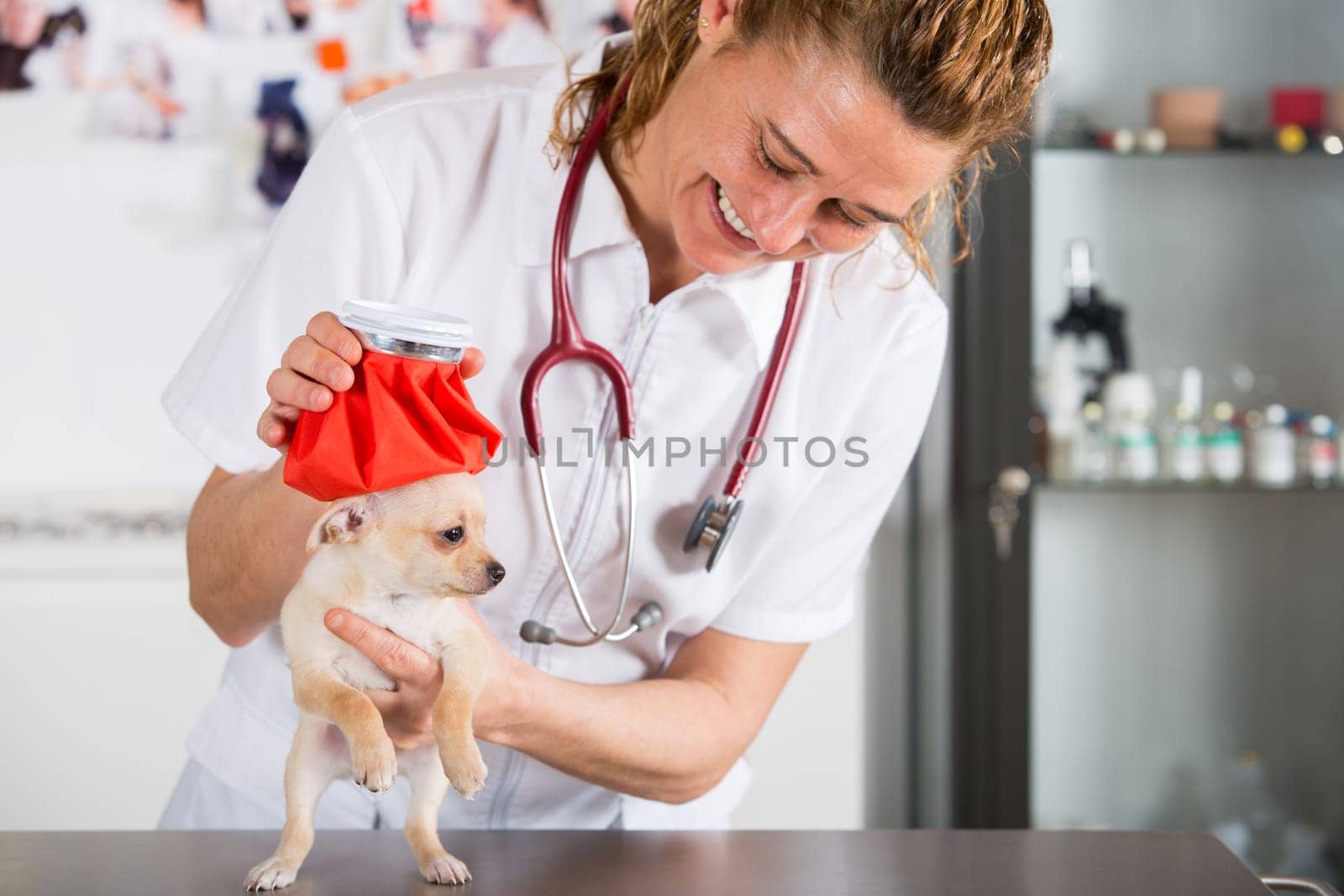 Veterinarian with a Chihuahua puppy undergoing medical checkup