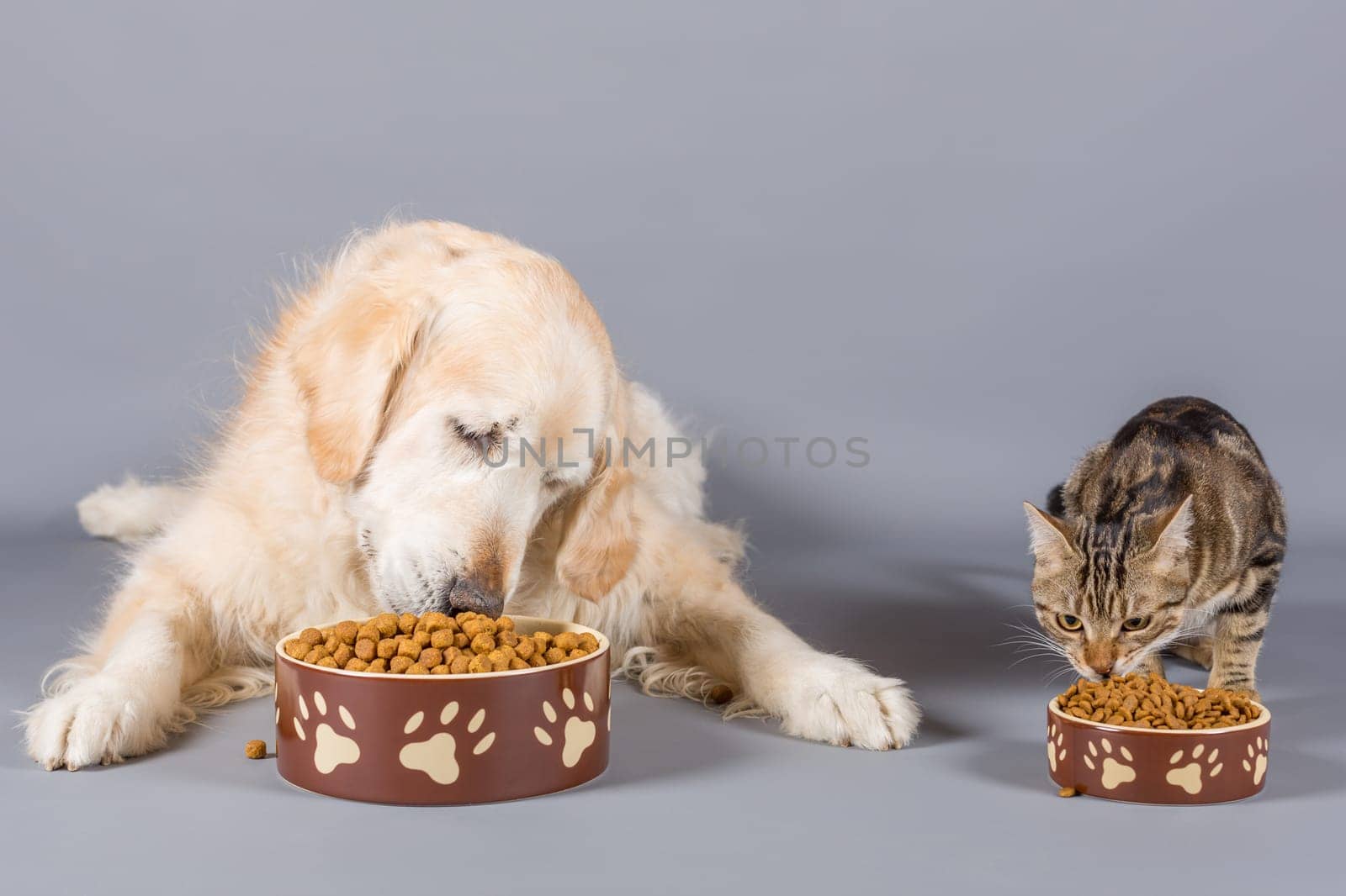 Dog and cat eating dry food in bowls