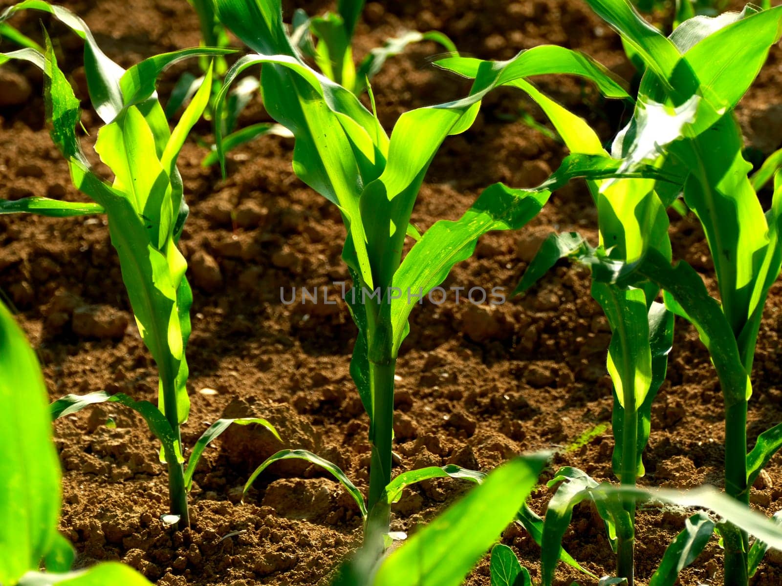 corn field with young plants