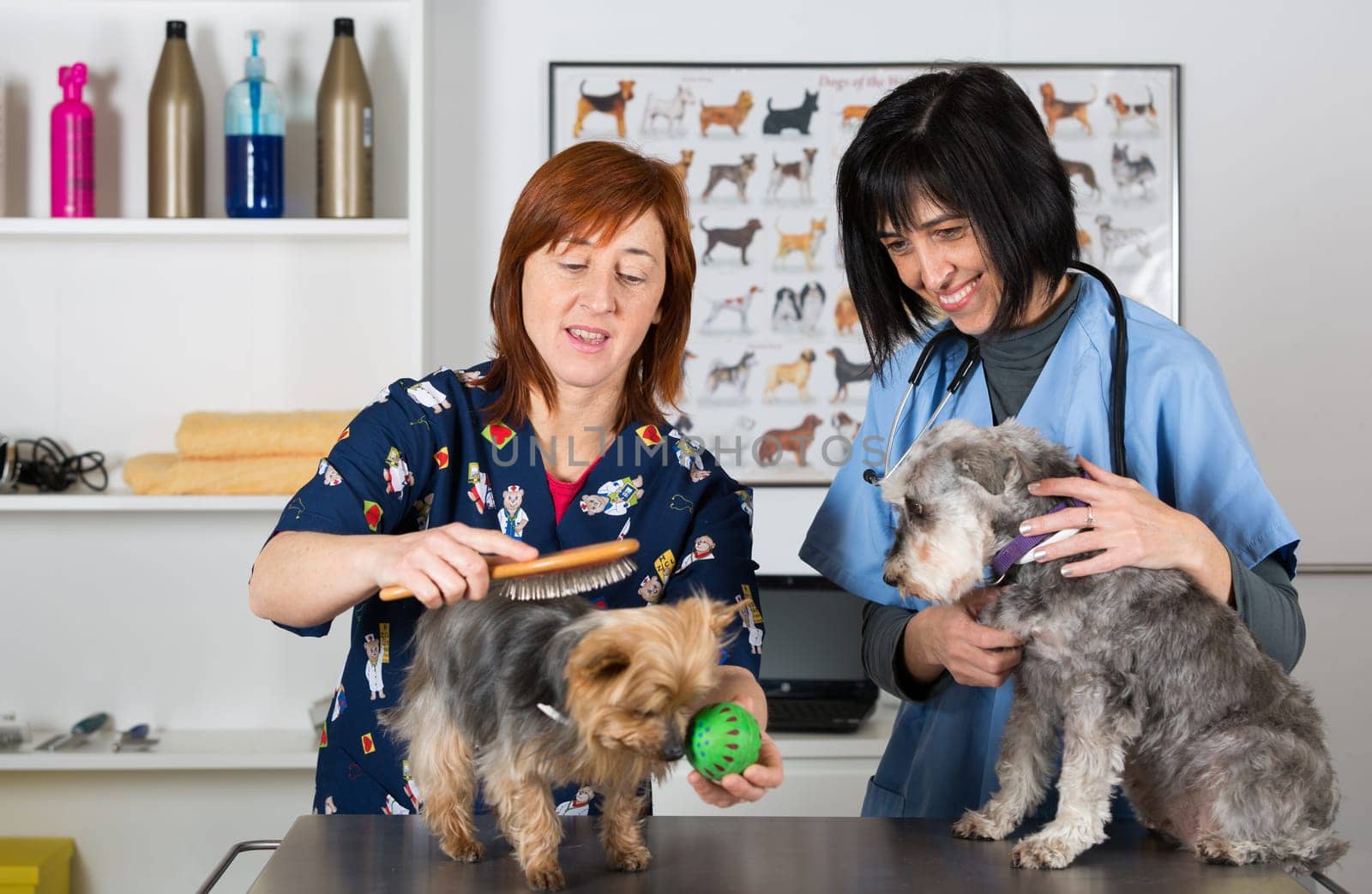Veterinary conducting a review two schnauzer dogs