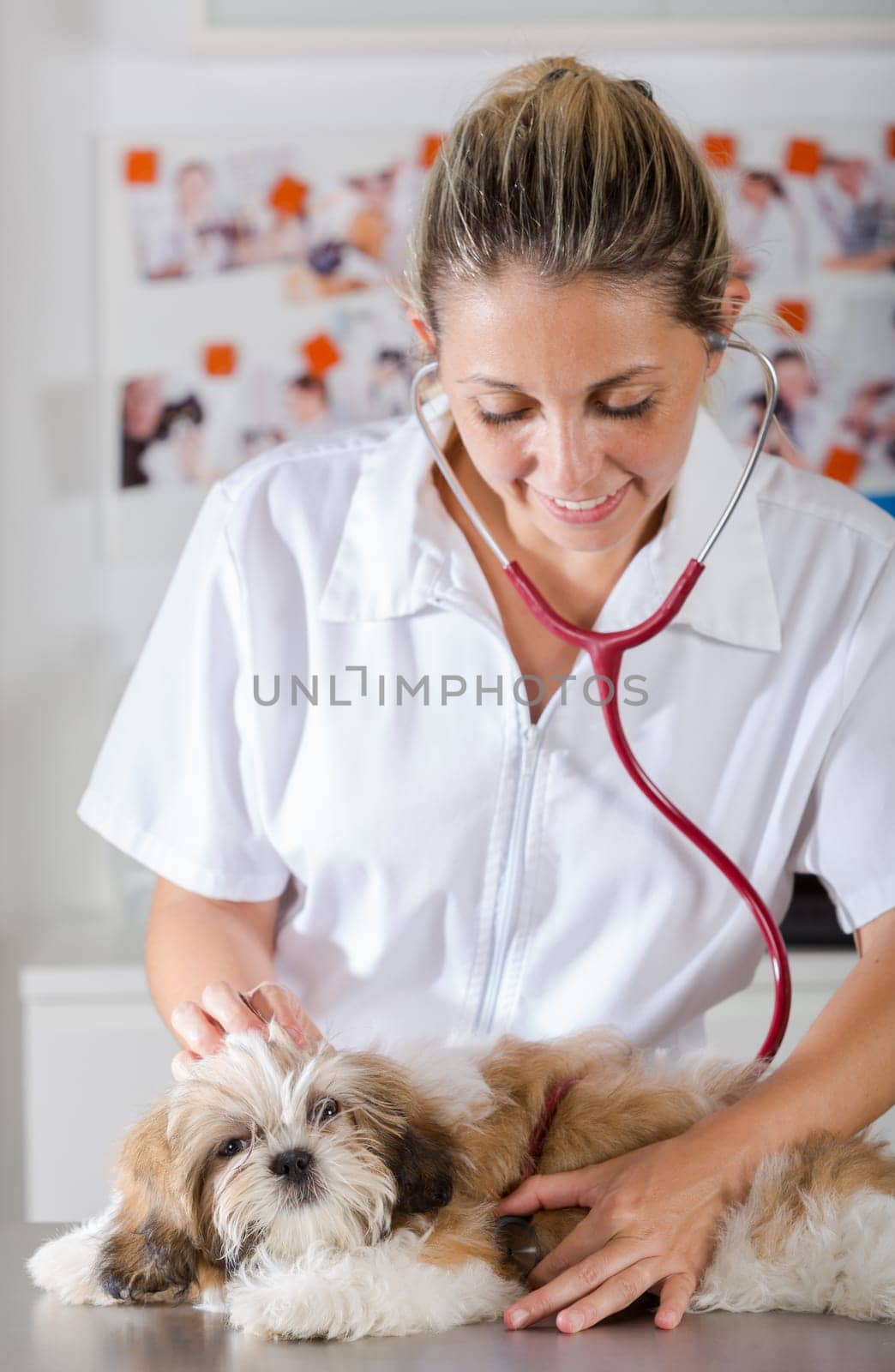 Veterinarian conducting a review with your dog Shih Tzu