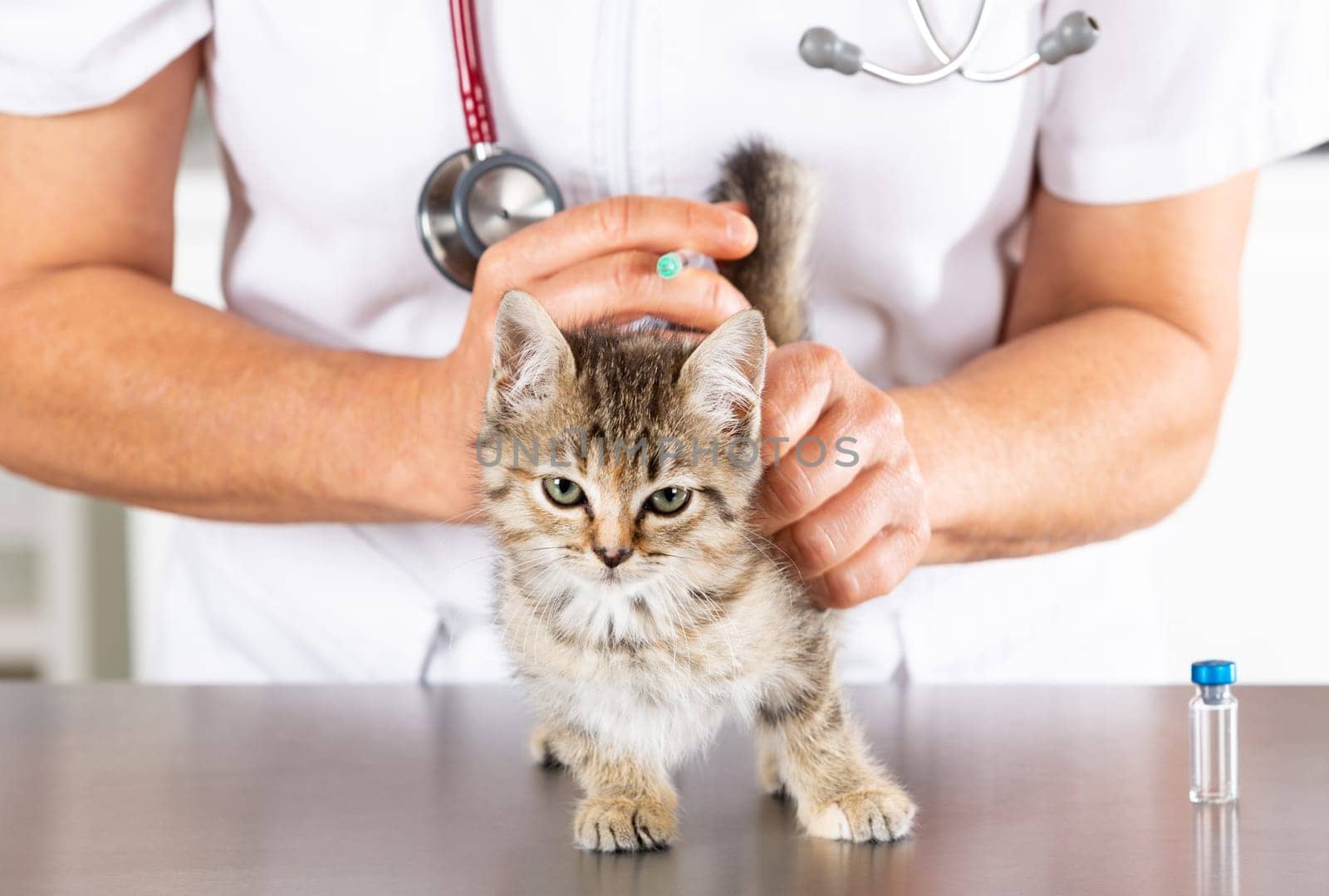 Veterinary clinic and kitten playing with phonendoscope