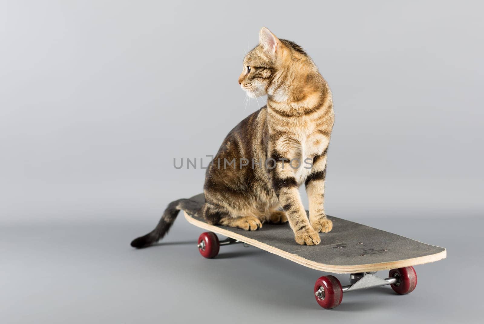 Cat sitting on top of a skateboard looking back